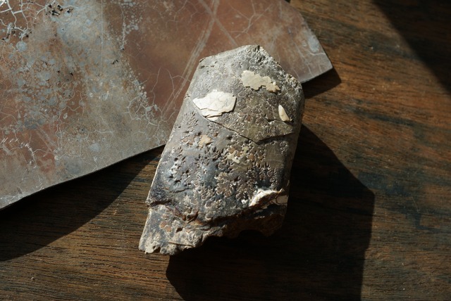 サウスダコタ州産バキュリテス化石 Baculites sp. 1525