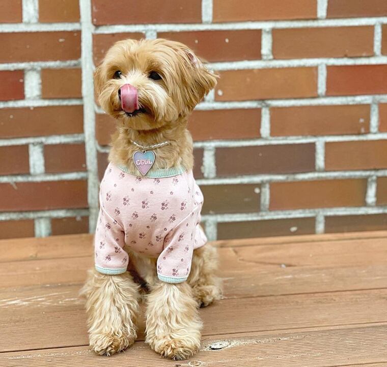 【SALE】 lily t-shirt S ~ XL 2color  /  犬服 秋冬 新作 犬の服 長袖 トップス ドッグウェア 可愛い ワンコ服 花柄