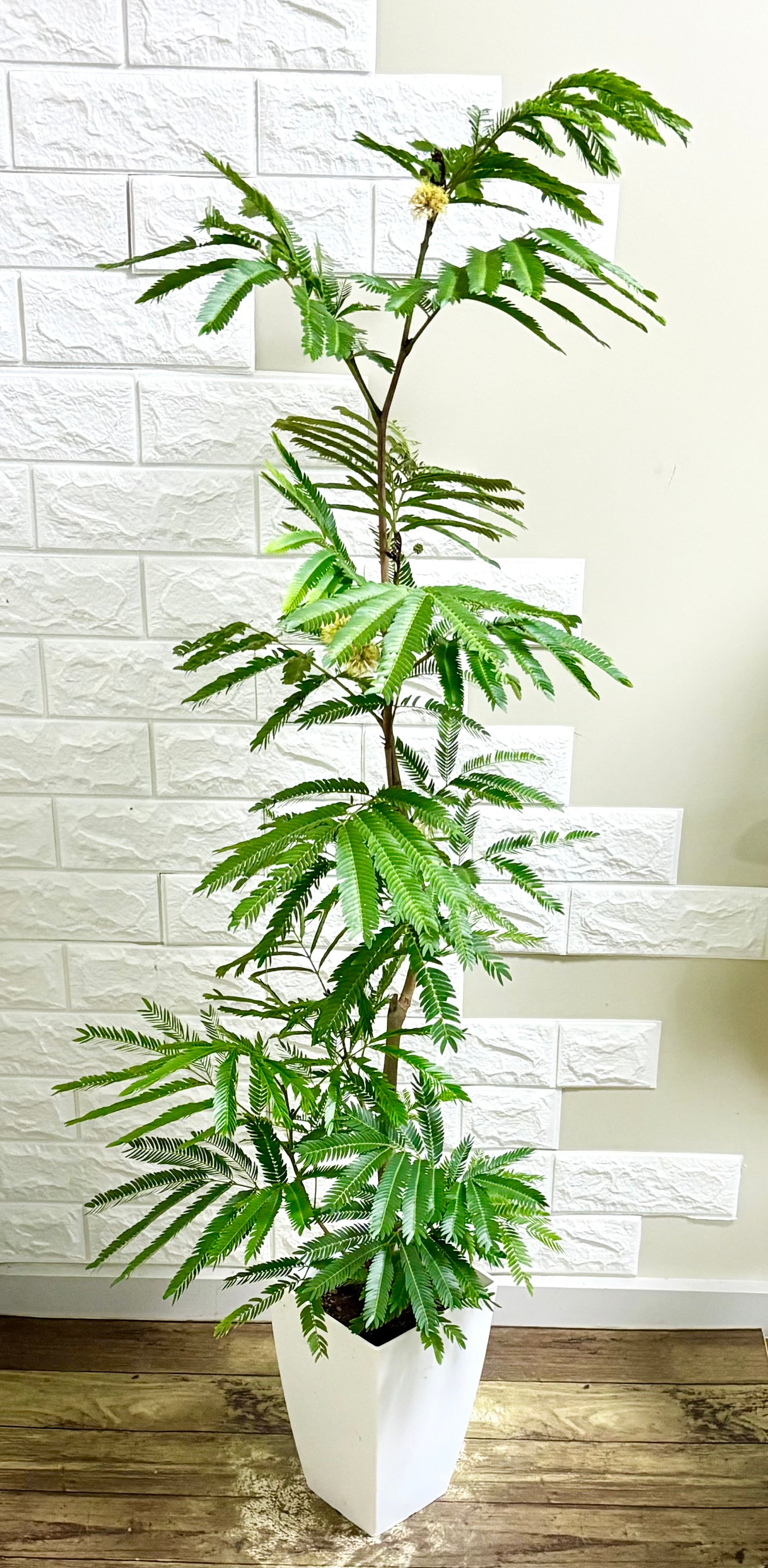 お買い得品❗️カシワバゴム⭐️曲がり⭐️大型⭐️リビングサイズ⭐️観葉植物 カシワバゴム⭐️大型⭐️リビングサイズ⭐️観葉植物 | 観葉植物のお