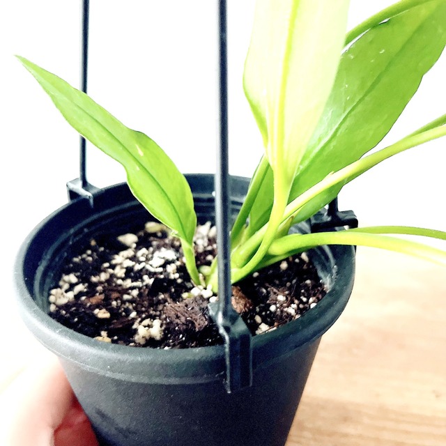アンスリウム ビッタリフォリウム ハンギング 観葉植物 calm cafe
