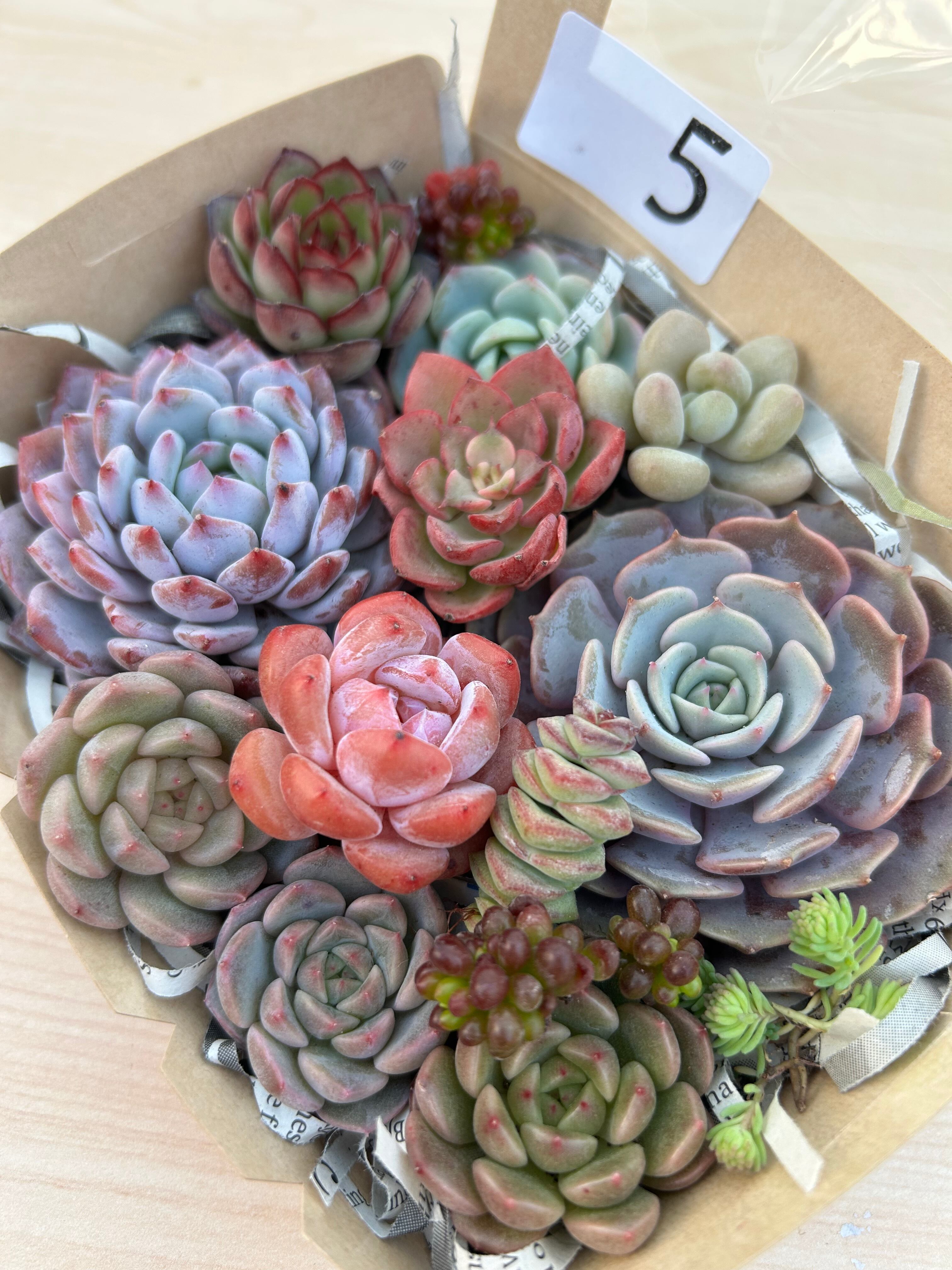 多肉植物 | 多肉植物食堂