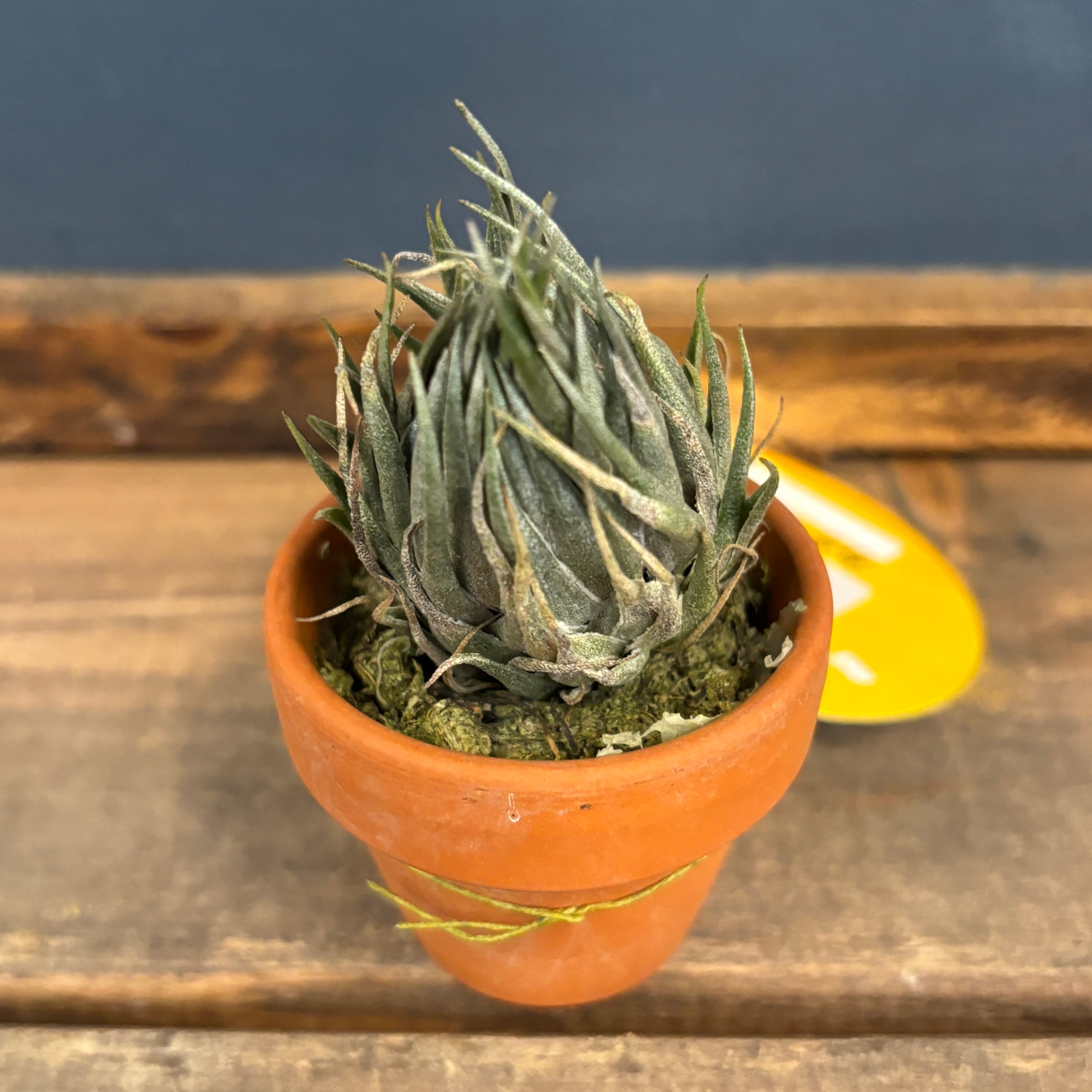 チランジア カウツキー【804】 | PROTOLEAF プロトリーフ