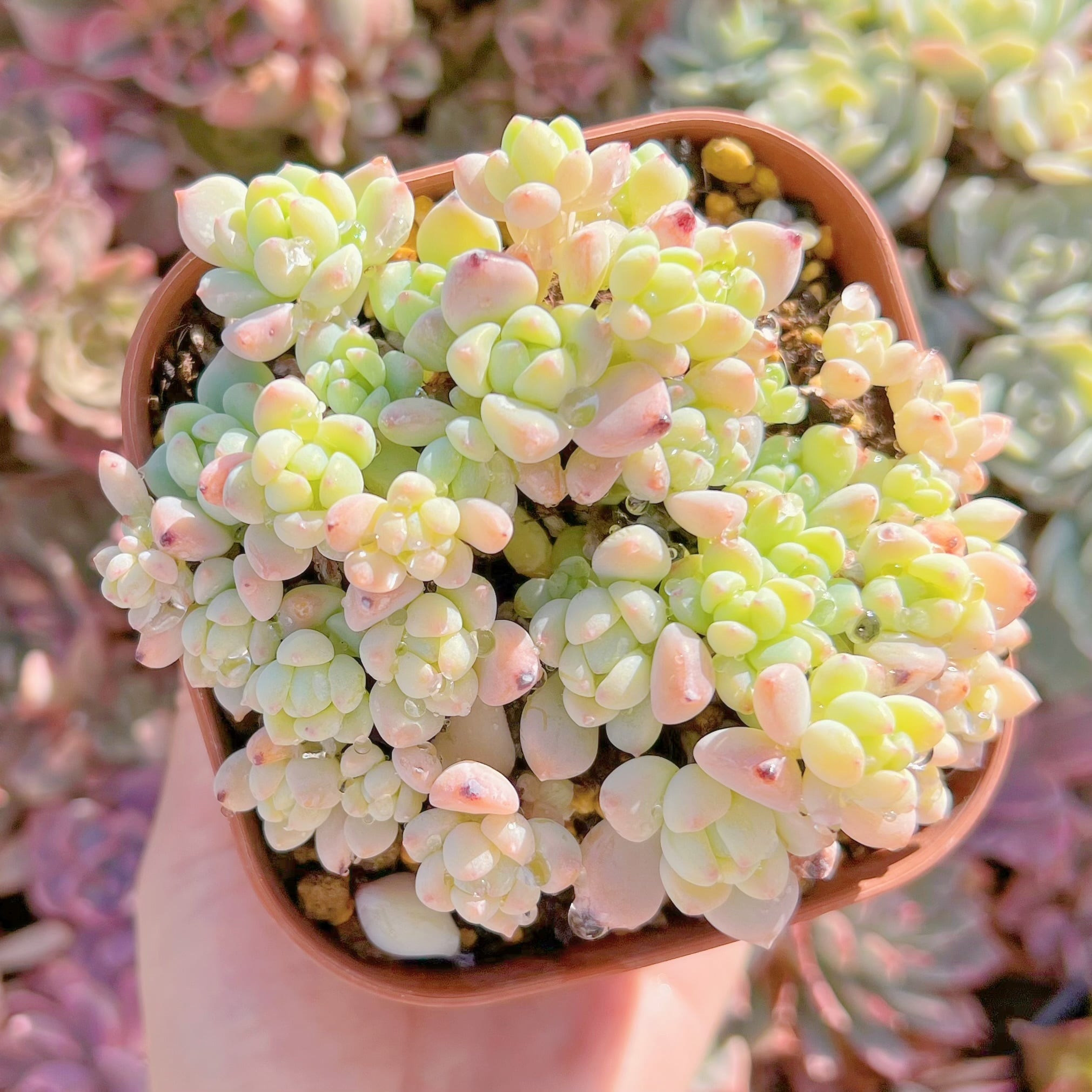 現品　新品種　香姫#341　新入荷　るる農園