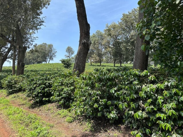 Tanzania Karatu AB Kilimanjaro Washed (200g) | SAFARI COFFEE ROASTER