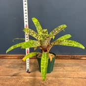【新着3日限定10%OFF】ゴウダエア オスピナエ【120】