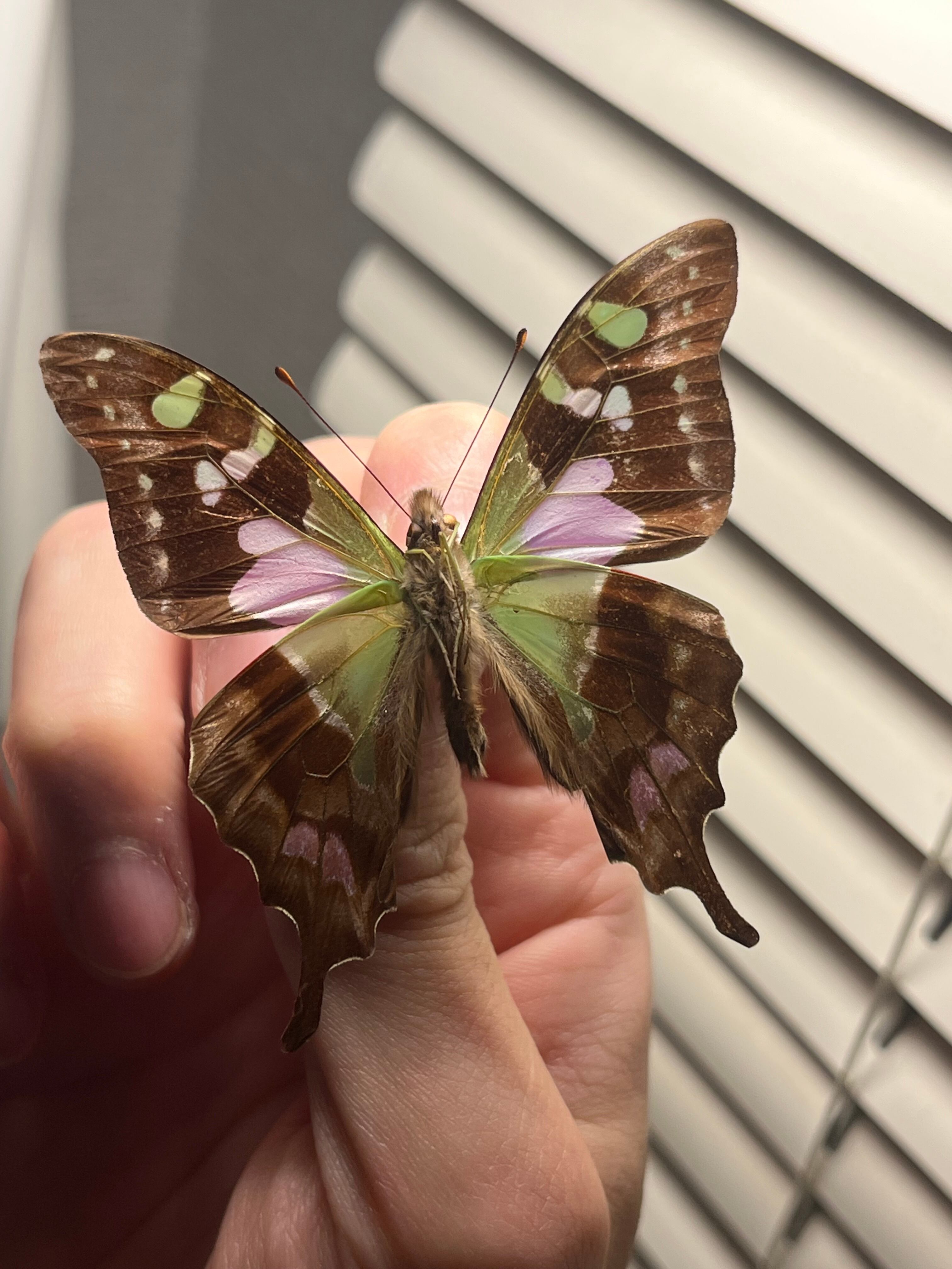 ミイロタイマイ ベニスカシジャノメ スカシジャノメ 昆虫標本 標本