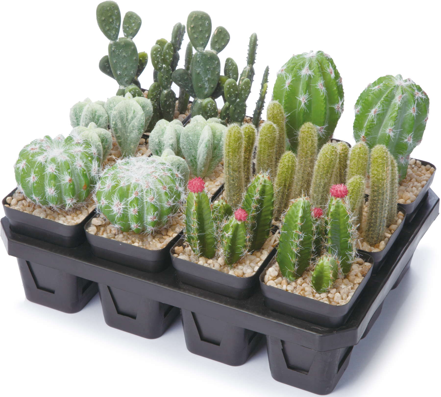 サボテンポット　６ＡＳＴ　ＡＳＴ　　GLA-1431AST　4961823679971　造花（アーティフィシャルフラワー） > 観葉植物