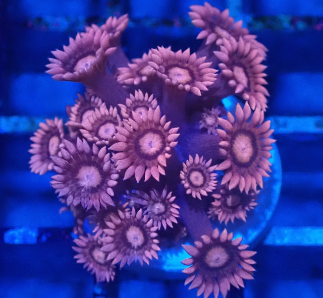 Goniopora Pink 3