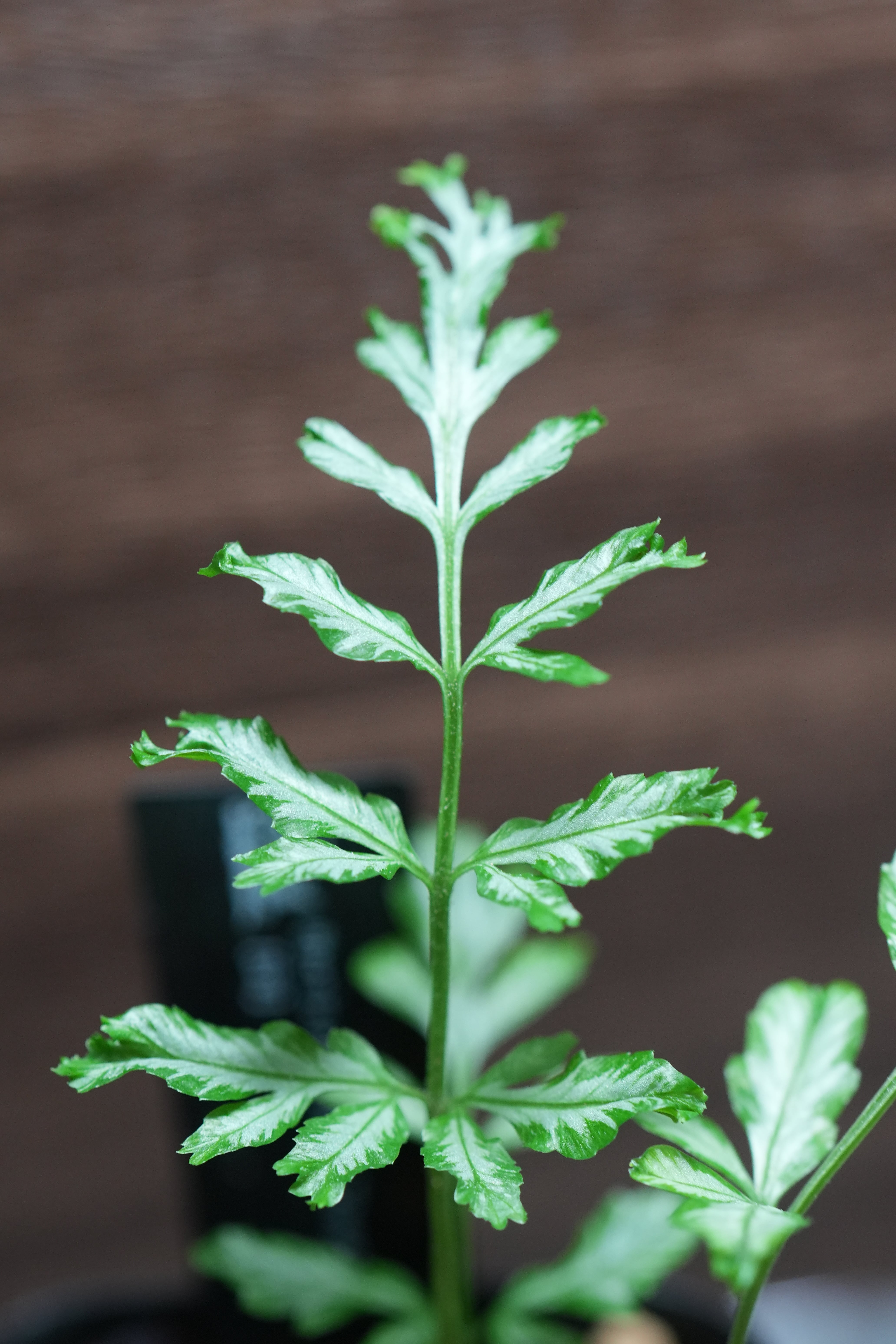 SCALE_VIVARIUM | 蝉ノナキガラ