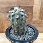 Copiapoa alticostata【コピアポア・アルチコスタータ・実生】