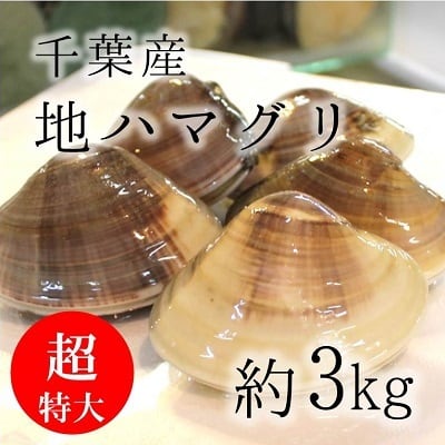 地ハマグリ　okawari　豊洲直送の高級海産物をお届け　天然　千葉　3キロ（1個約200gサイズ）　冷蔵【地ハマ２００ｇｘ３Ｋ】蛤