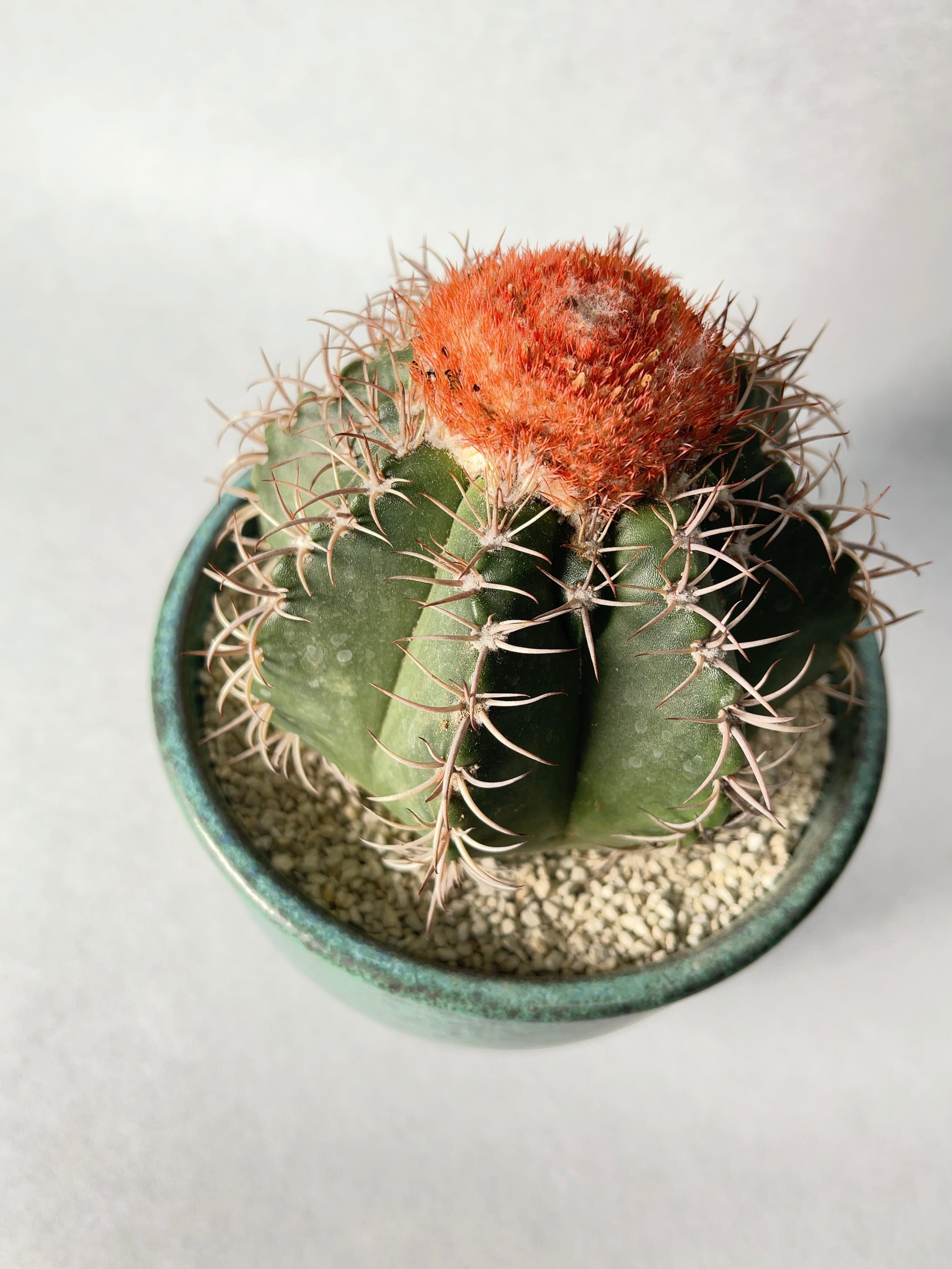 メロカクタス・朱雲 | trigger