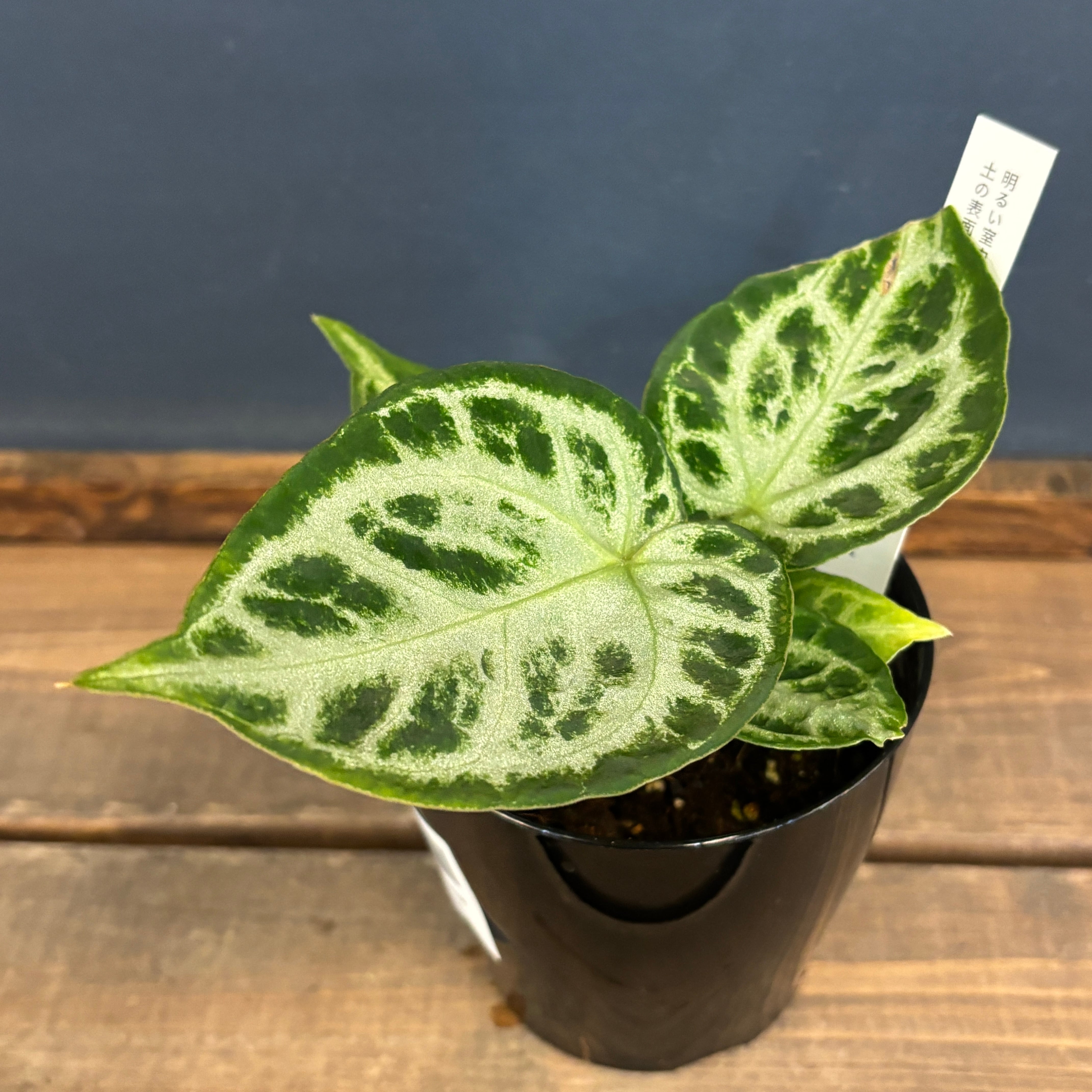 アンスリウム ドラヤキ【218】 | PROTOLEAF プロトリーフ