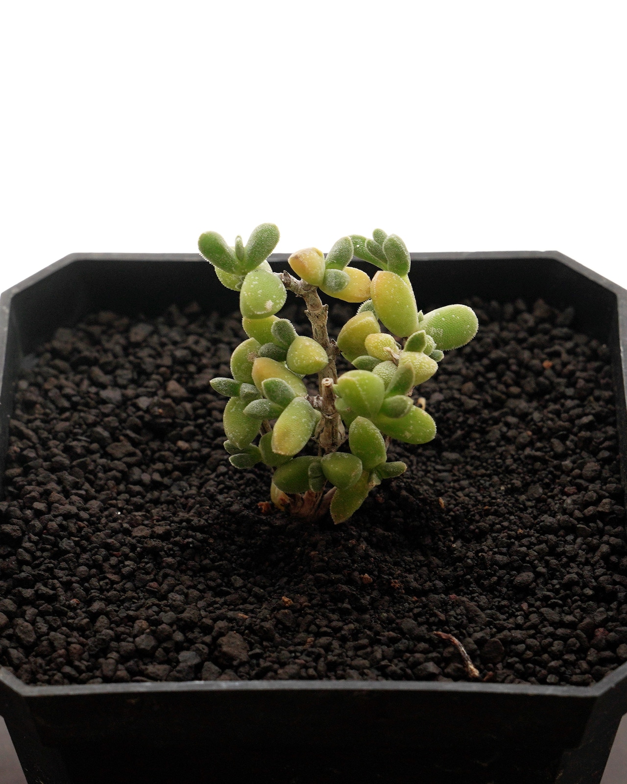 カット苗 ドロサンテマム サバルブム グルートグラーフ Drosanthemum subalbum