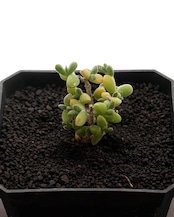 カット苗 ドロサンテマム サバルブム グルートグラーフ Drosanthemum subalbum