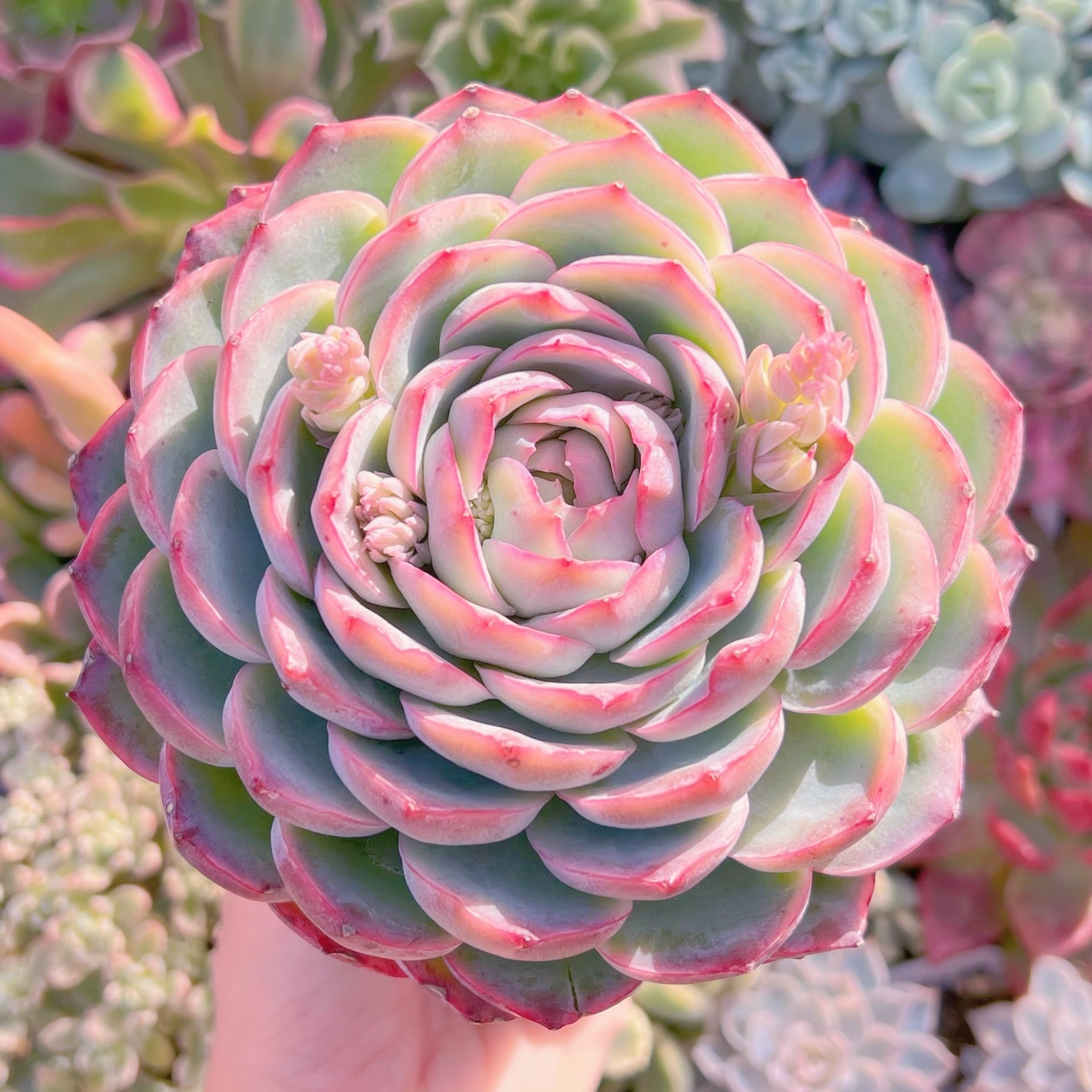 多肉植物　シルエット　大苗　新入荷　るる農園