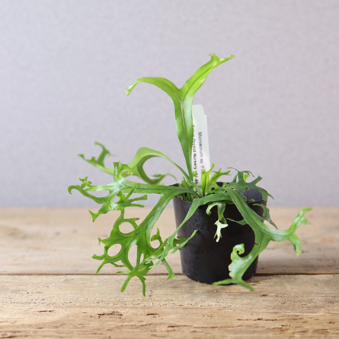 410 弾ける花火『ミクロソラム sp 'Fireworks'』観葉植物 【送料無料