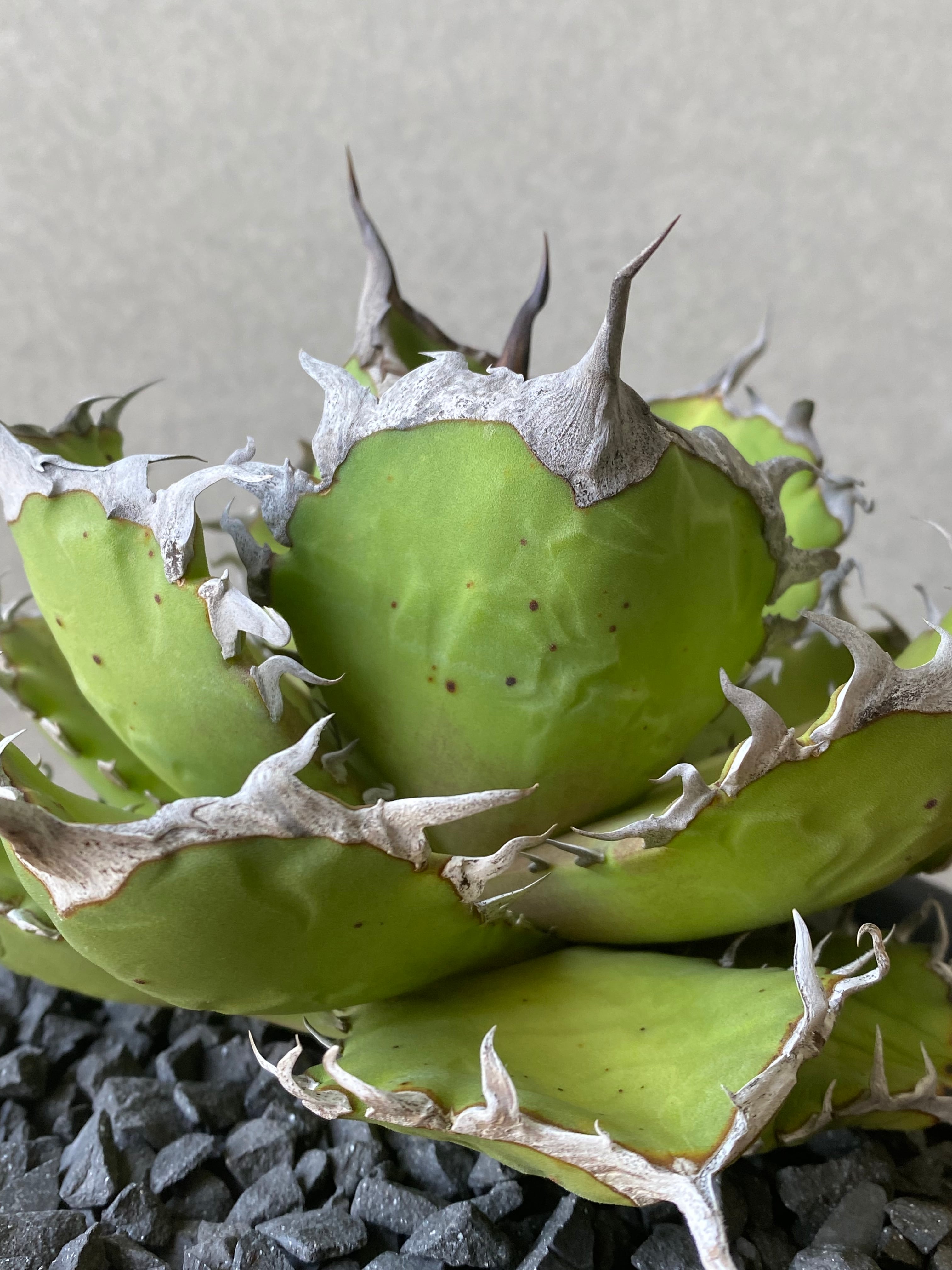 agave titanota 大鋼牙 白排刺 大株 | GARAGE