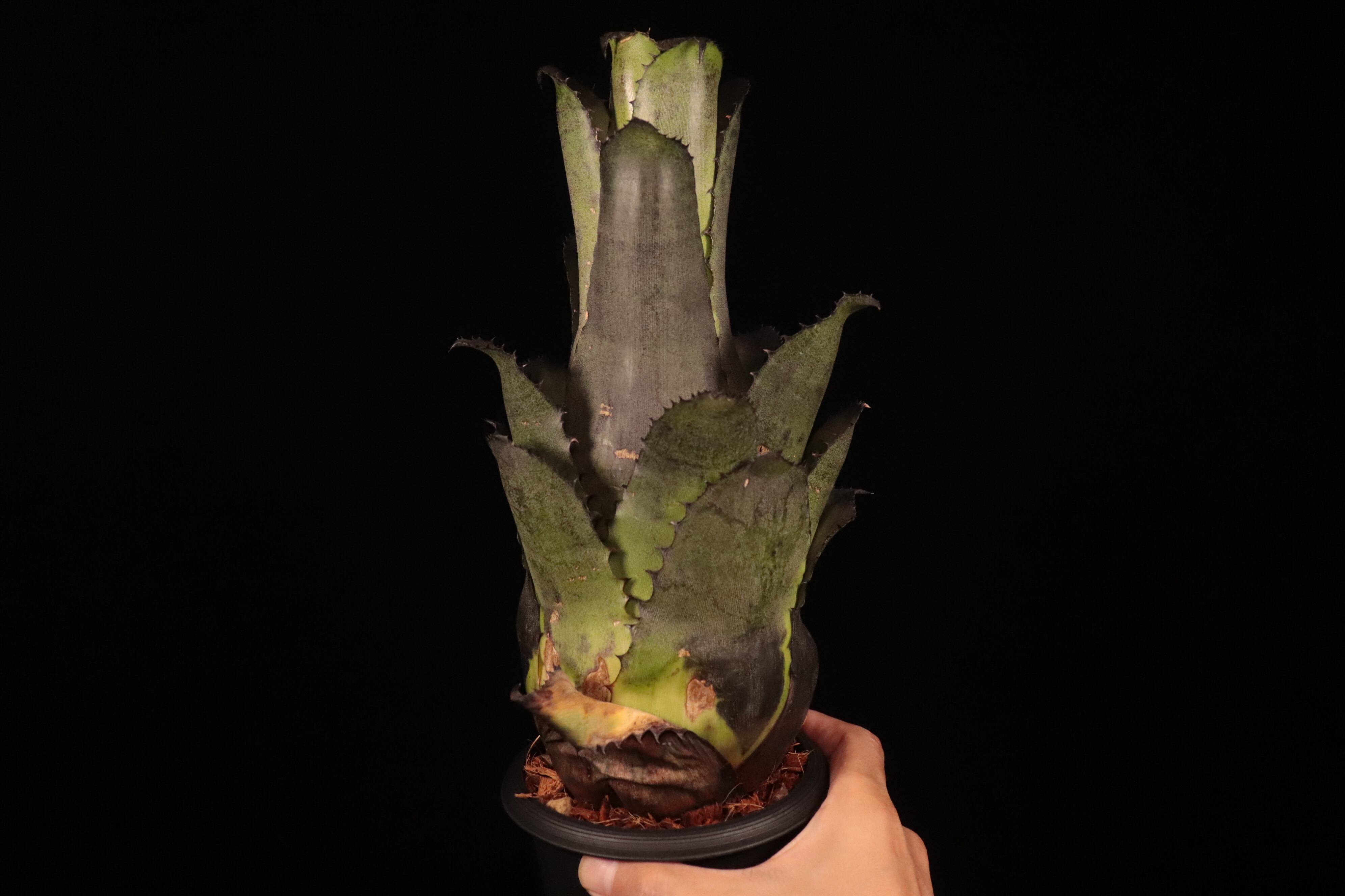 ブロメリア・エアープランツ Hohenbergia leopoldo-horstii H206 ホヘンベルギア・レオポルドホルスティーの育て方、栽培記録 – ゆるぷ