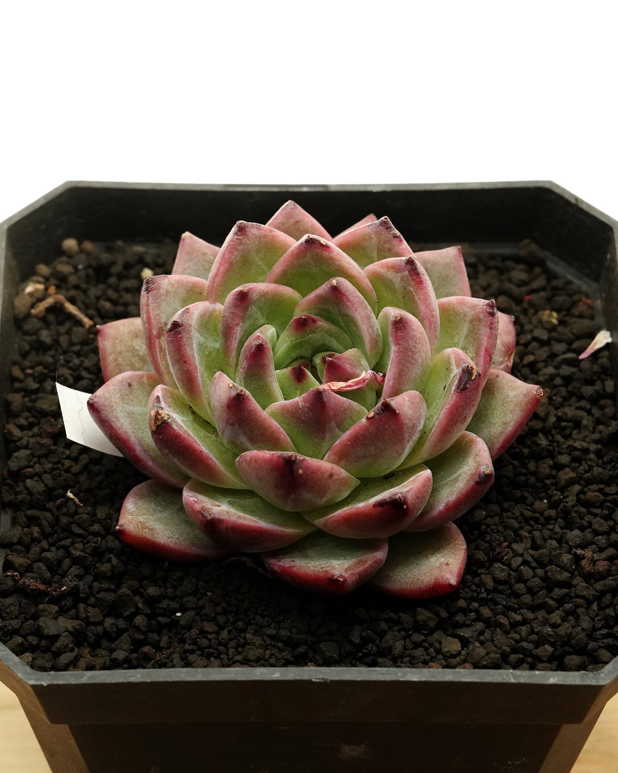 レア種・新品種 | PUKUBOOK SUCCULENTS