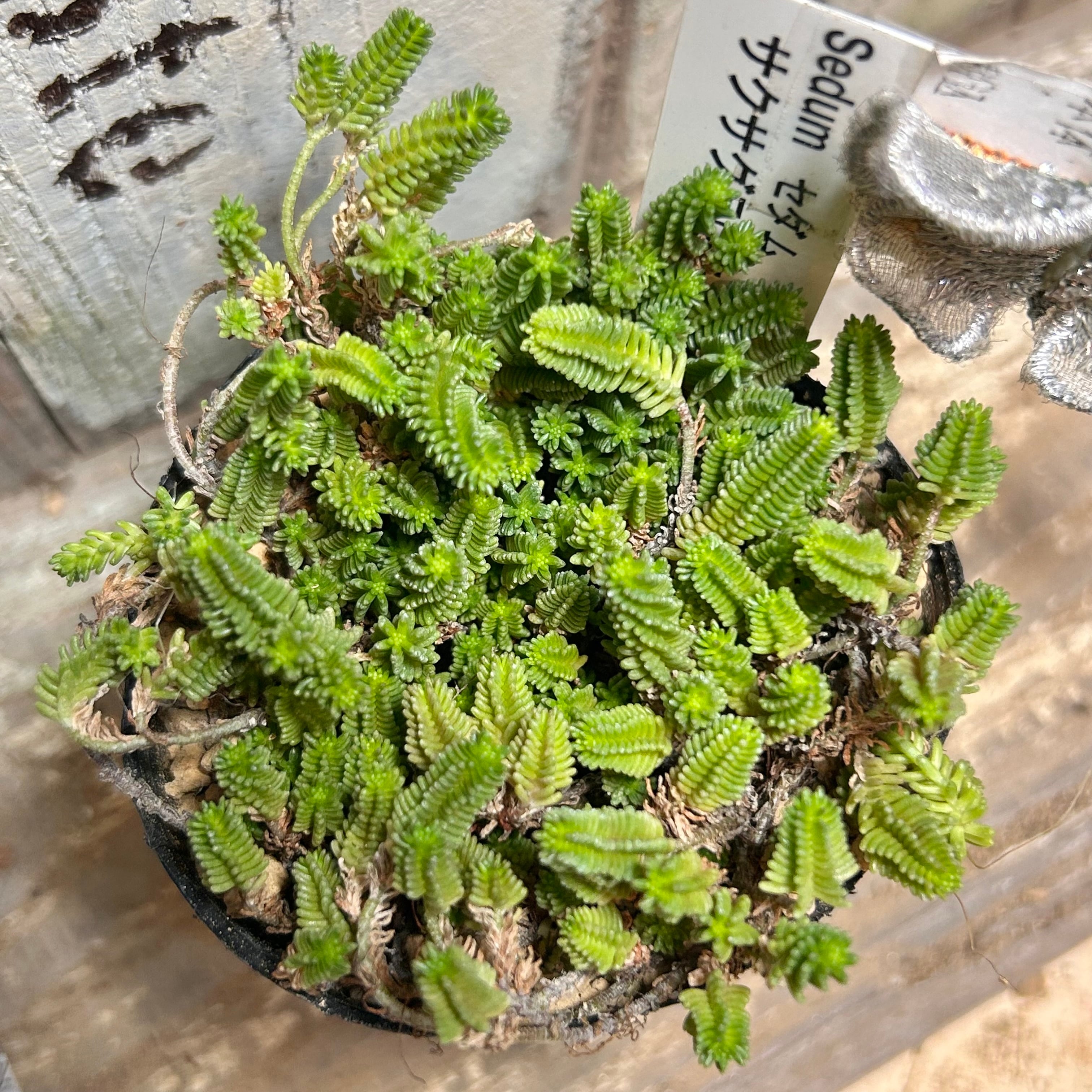 A)巻絹 センペルビューム | RuPo 多肉植物専門店