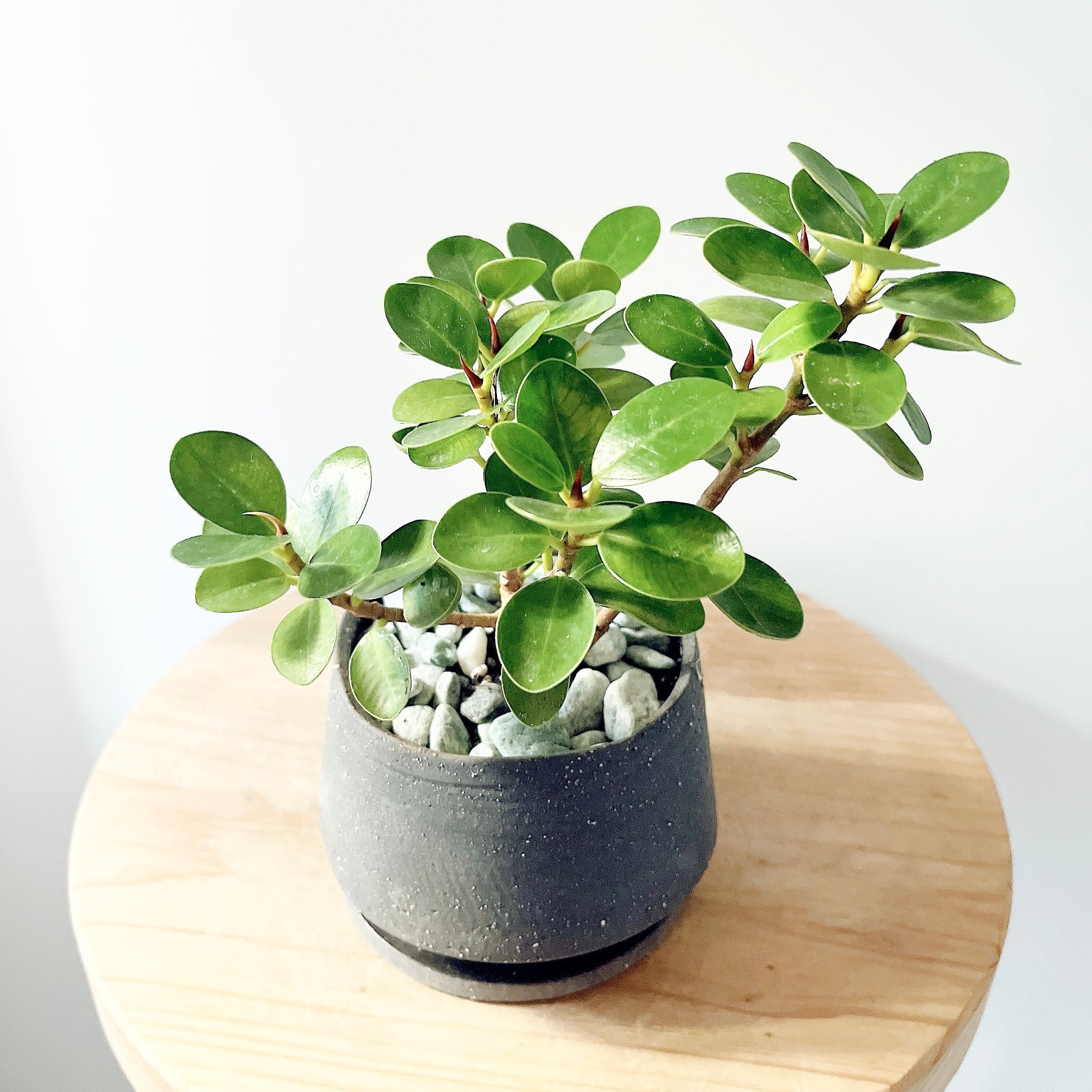 希少》フィカス リラータ イヴォンヌ 斑入り カシワバゴム 3.5号＊calm