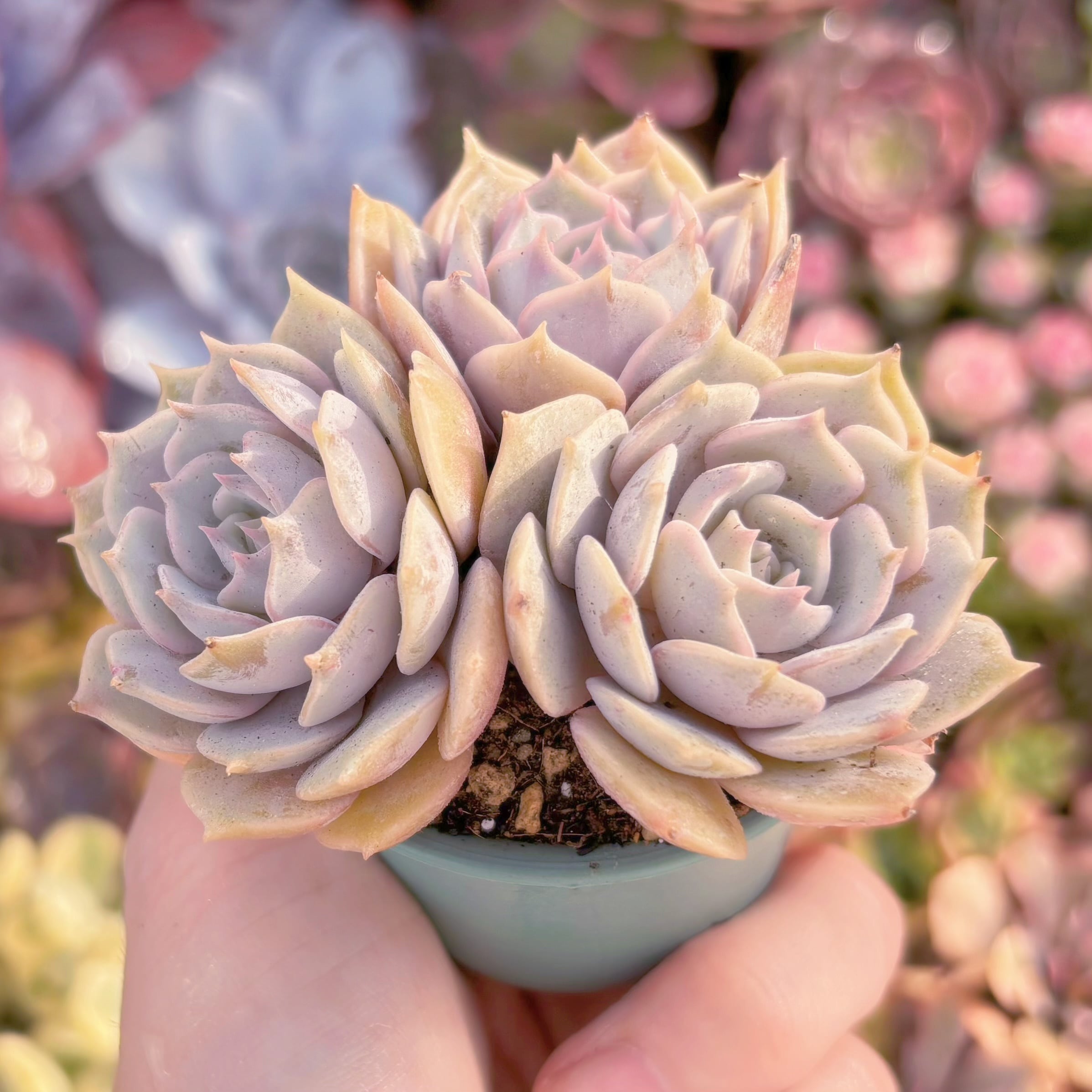 多肉植物^_^ローラ3 多肉植物 ローラ3頭Sサイズ 在庫僅少 新入荷 るる農園 | るる農園~多肉