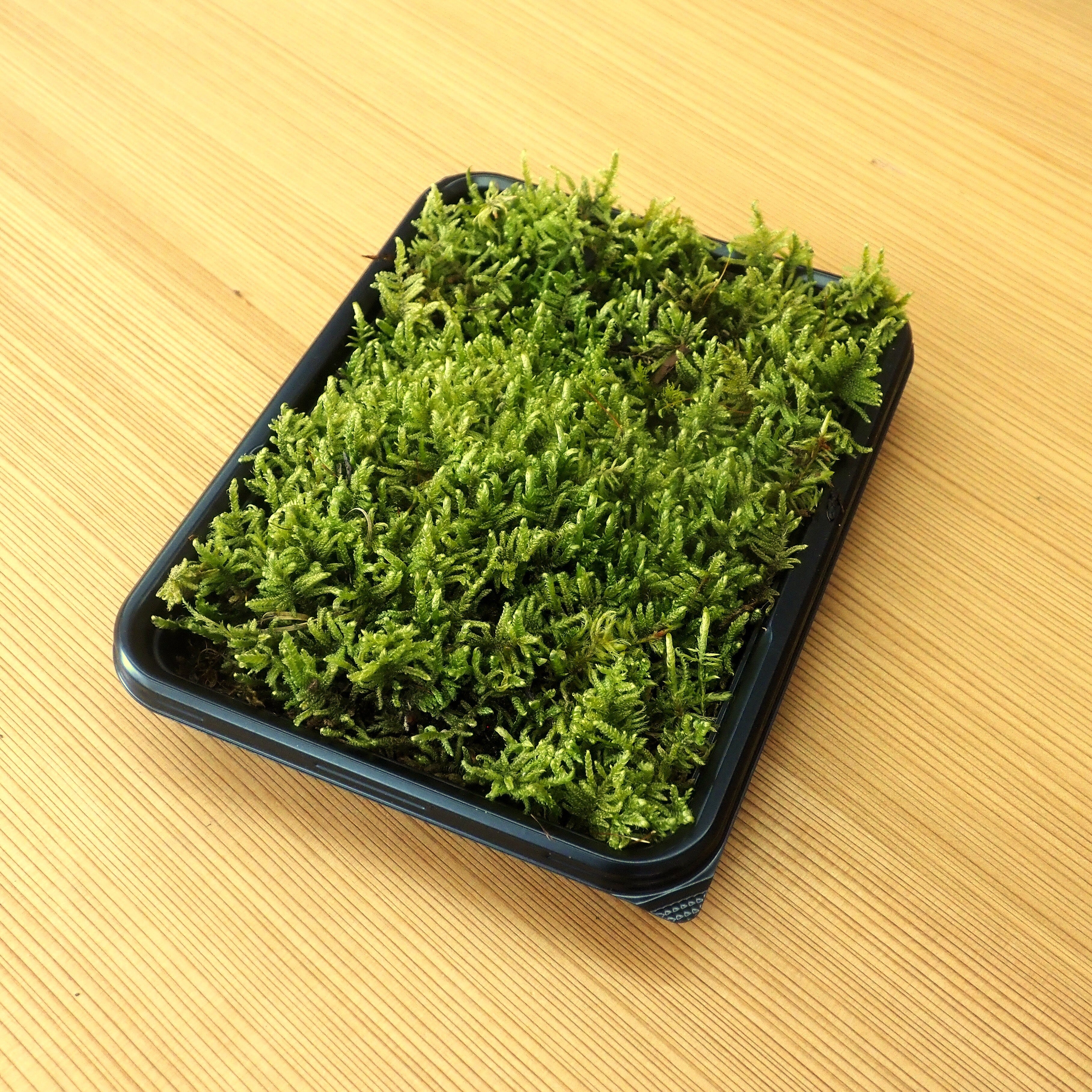 ハイゴケ S / Select【送料込み・ポスト投函】 | 苔むすびの種 ONLINE SHOP