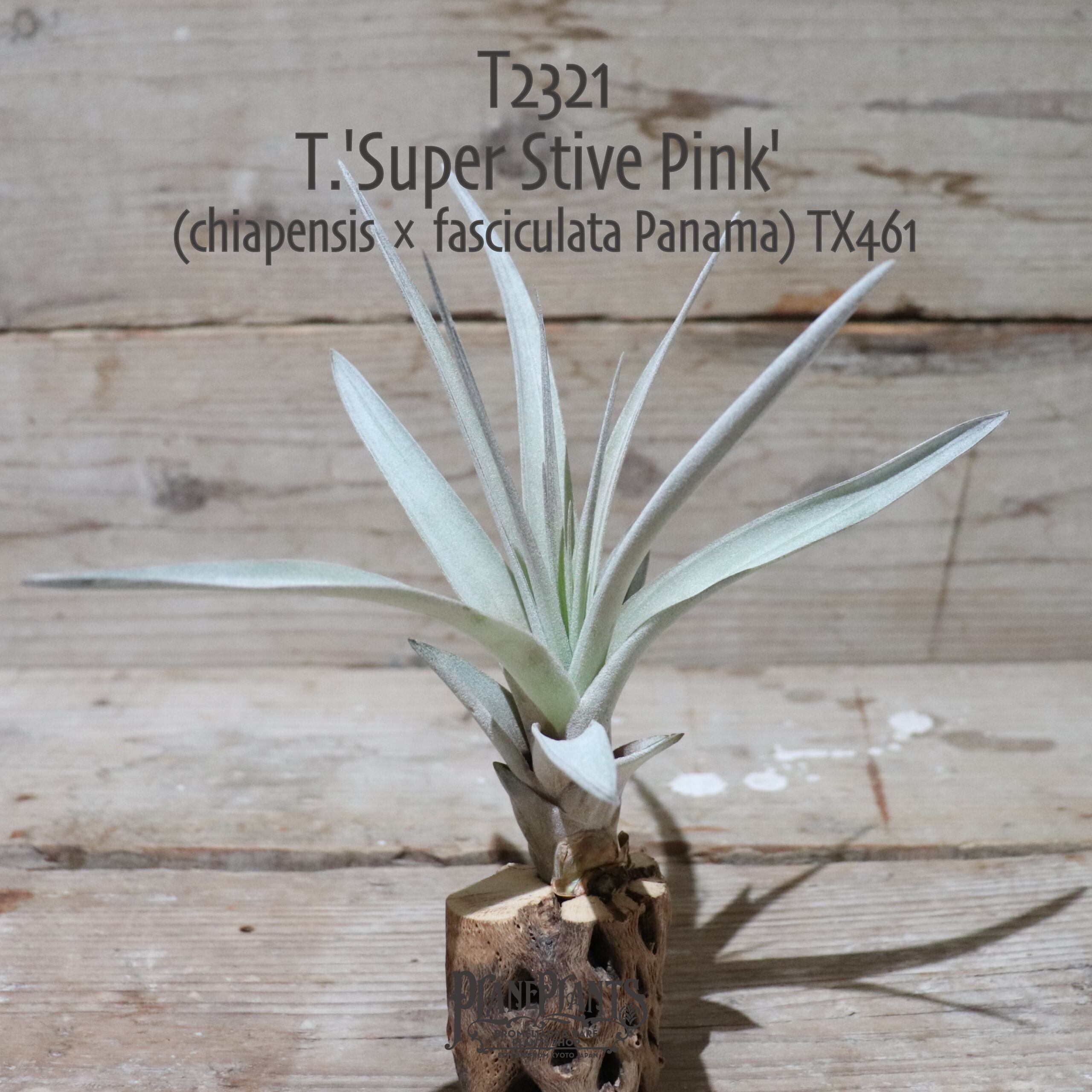 【送料無料】'Super Stive Pink'〔エアプランツ〕現品発送T2321