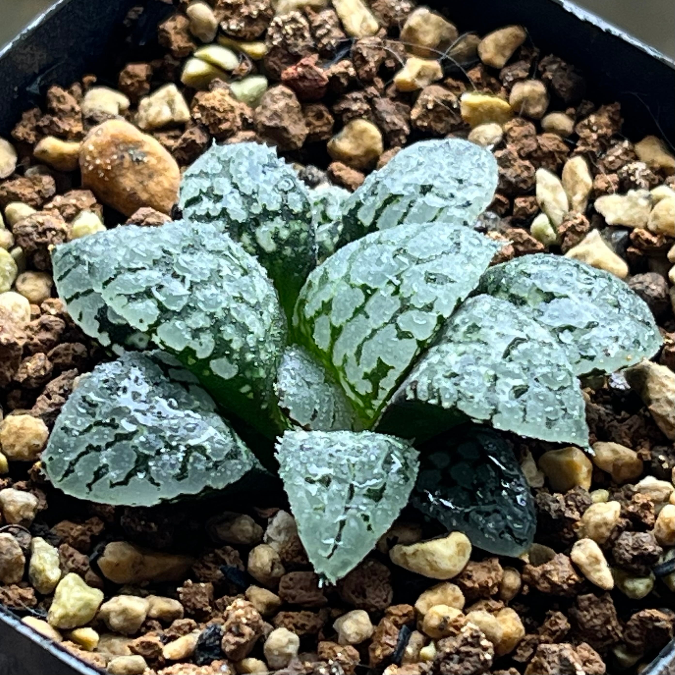 ハオルチア 瑠璃水晶コンプト錦 | mocono_plants