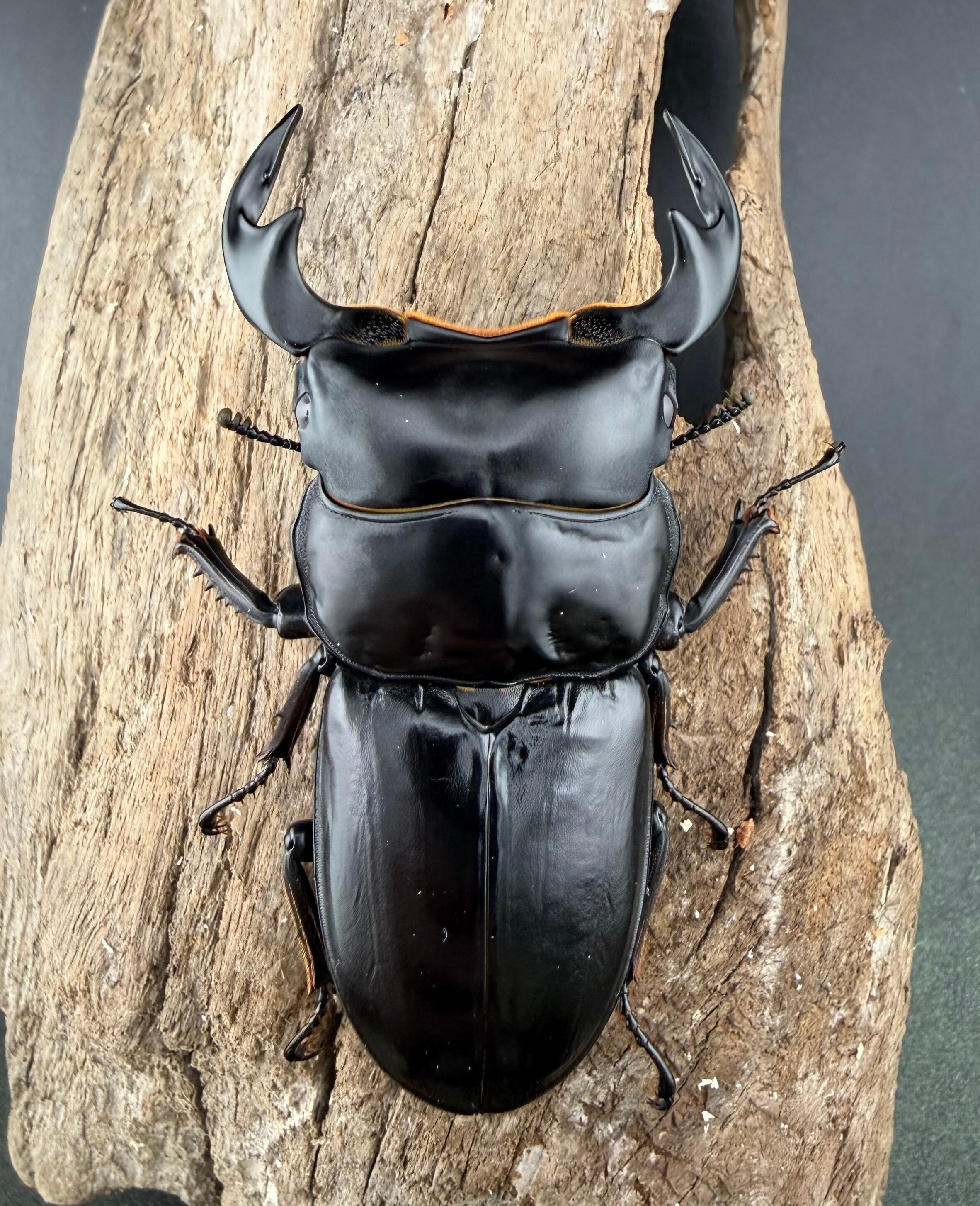 マレーアンタエウス ドルクスマンB血統 75mm ペア》 | KPW公式