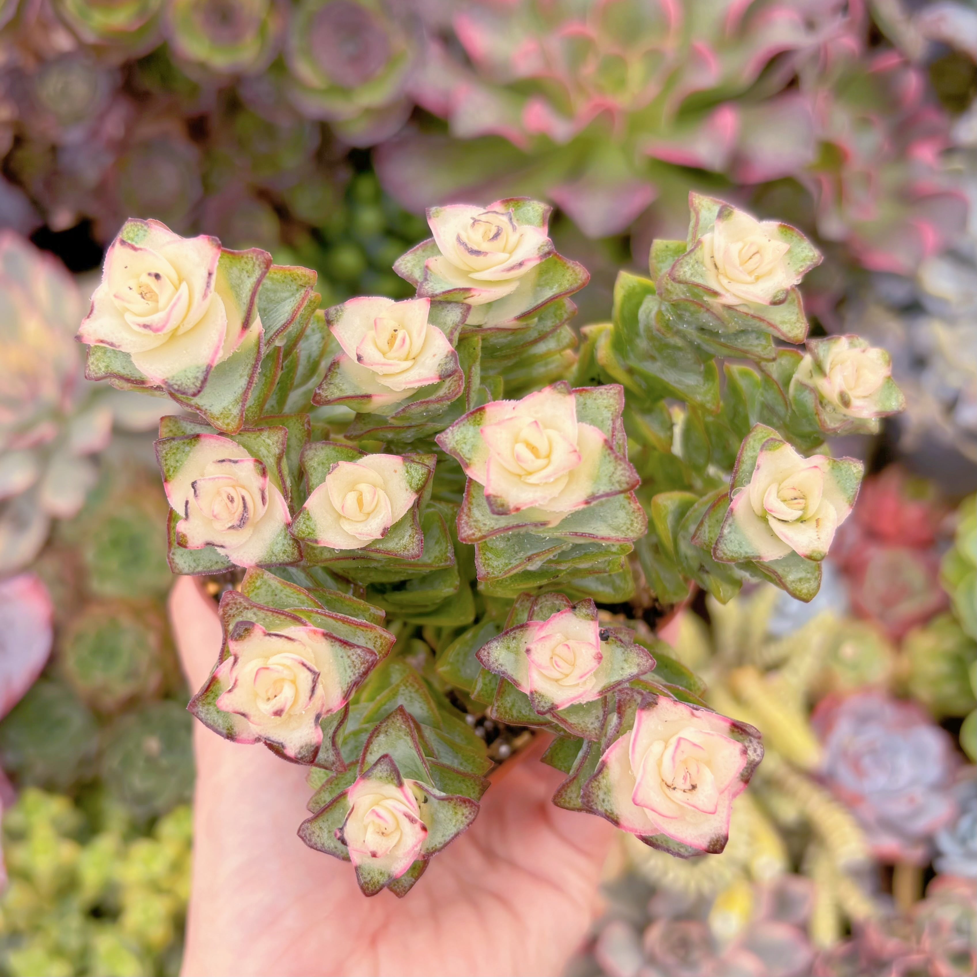 現品　 星王錦#549　新入荷　るる農園