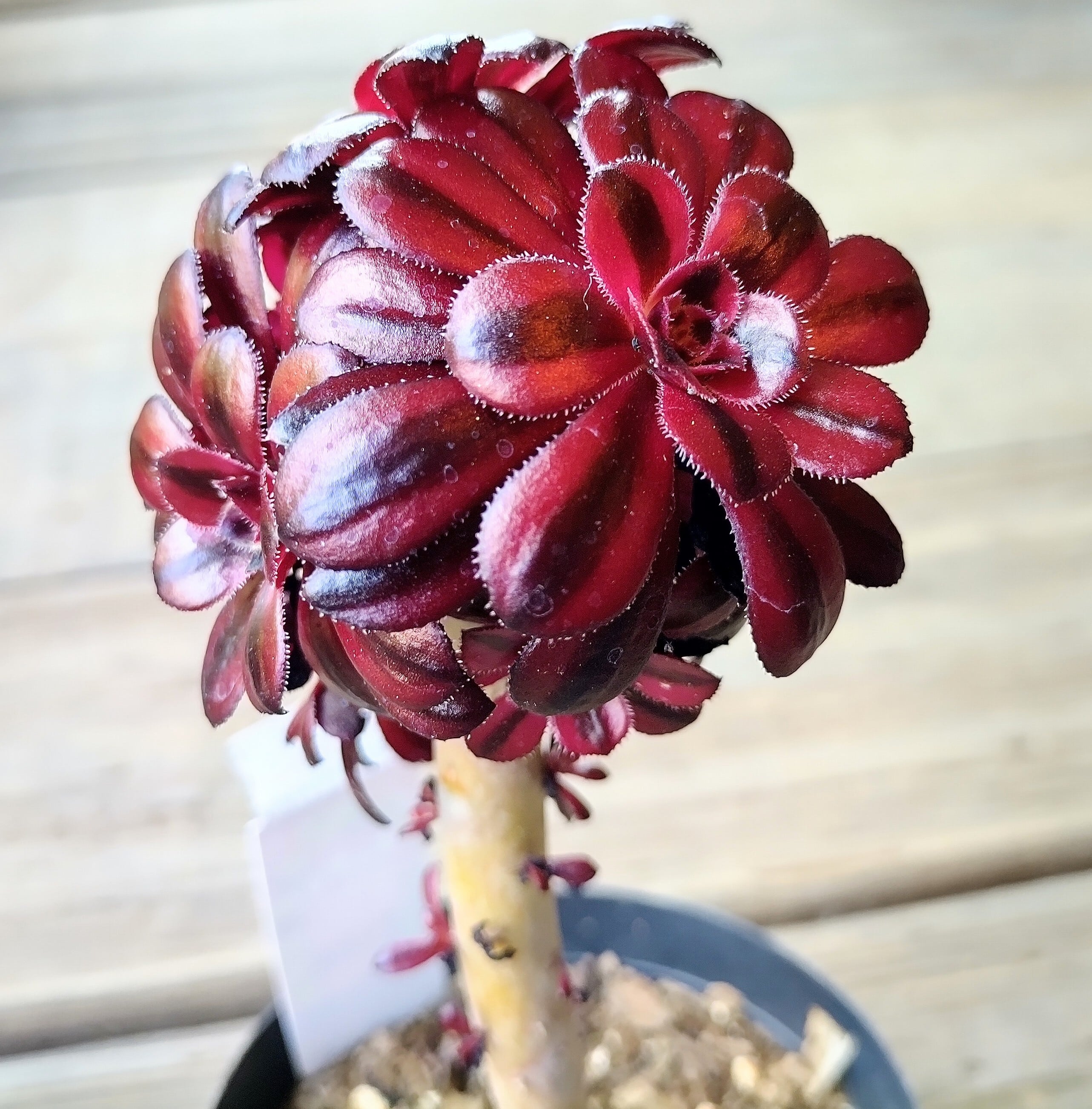 黒法師錦 アエオニウム 多肉植物 セダム