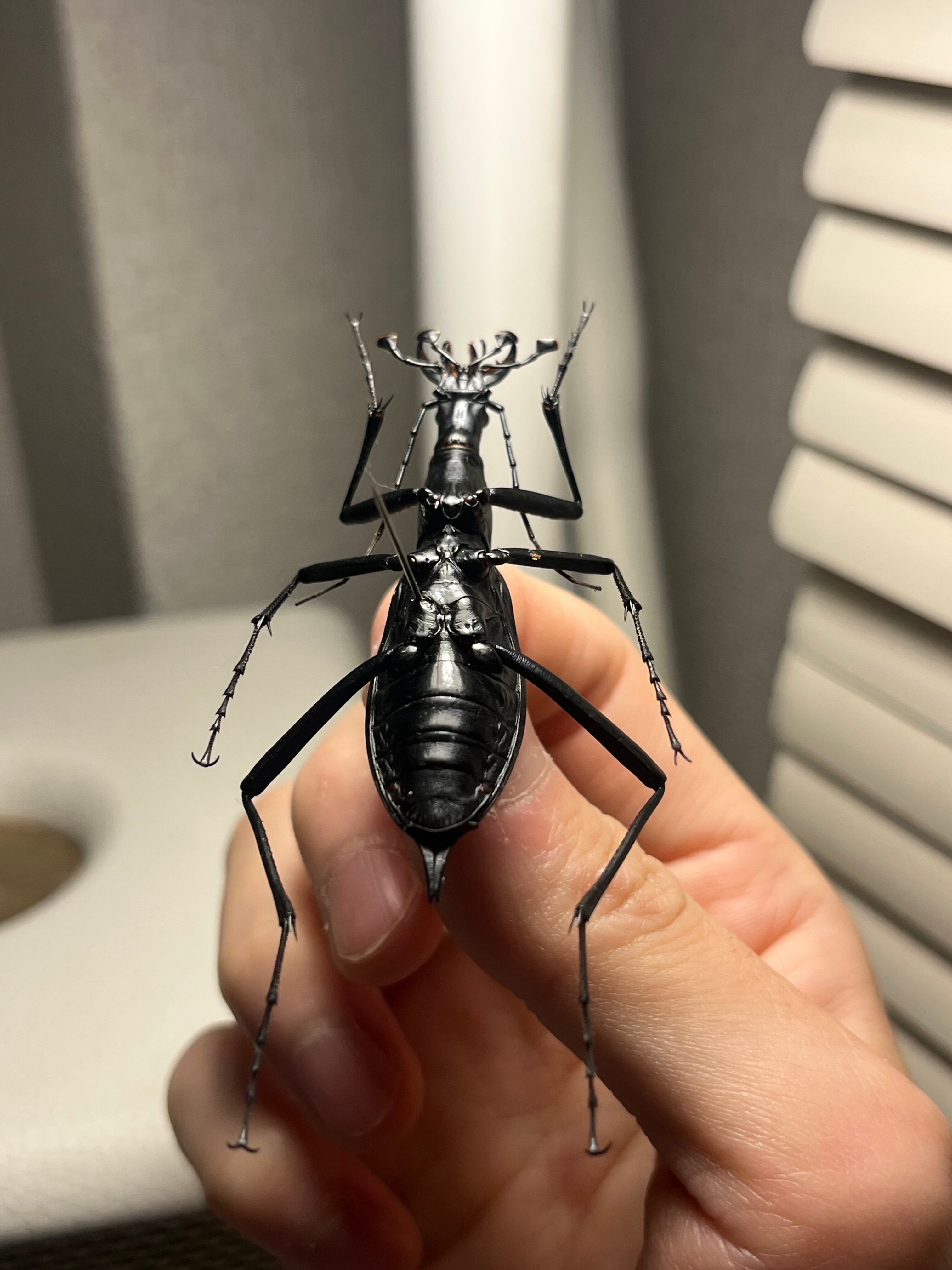 蝸牛被最大種】フクエマイマイカブリ ホンマイマイカブリ 昆虫標本
