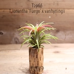 【送料無料】ionantha fuego x vanhyningii〔エアプランツ〕現品発送T2966
