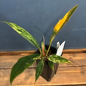 フィロデンドロン キャラメルマーブル【238】