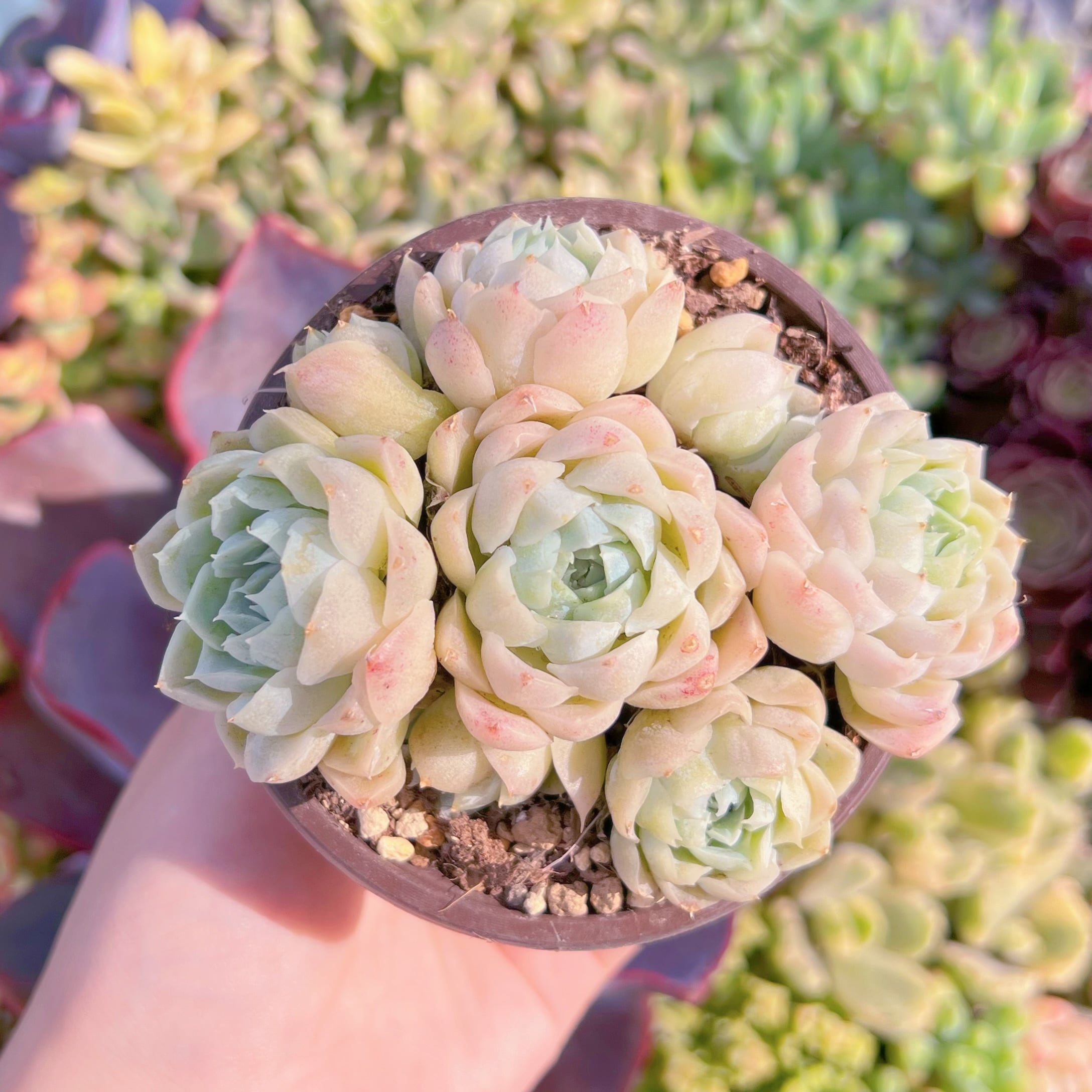 現品　白月影#K461　群生　るる農園