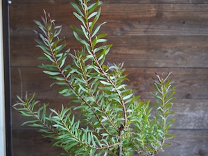 【現物】リューカデンドロン　”Gypsy Red”　６号