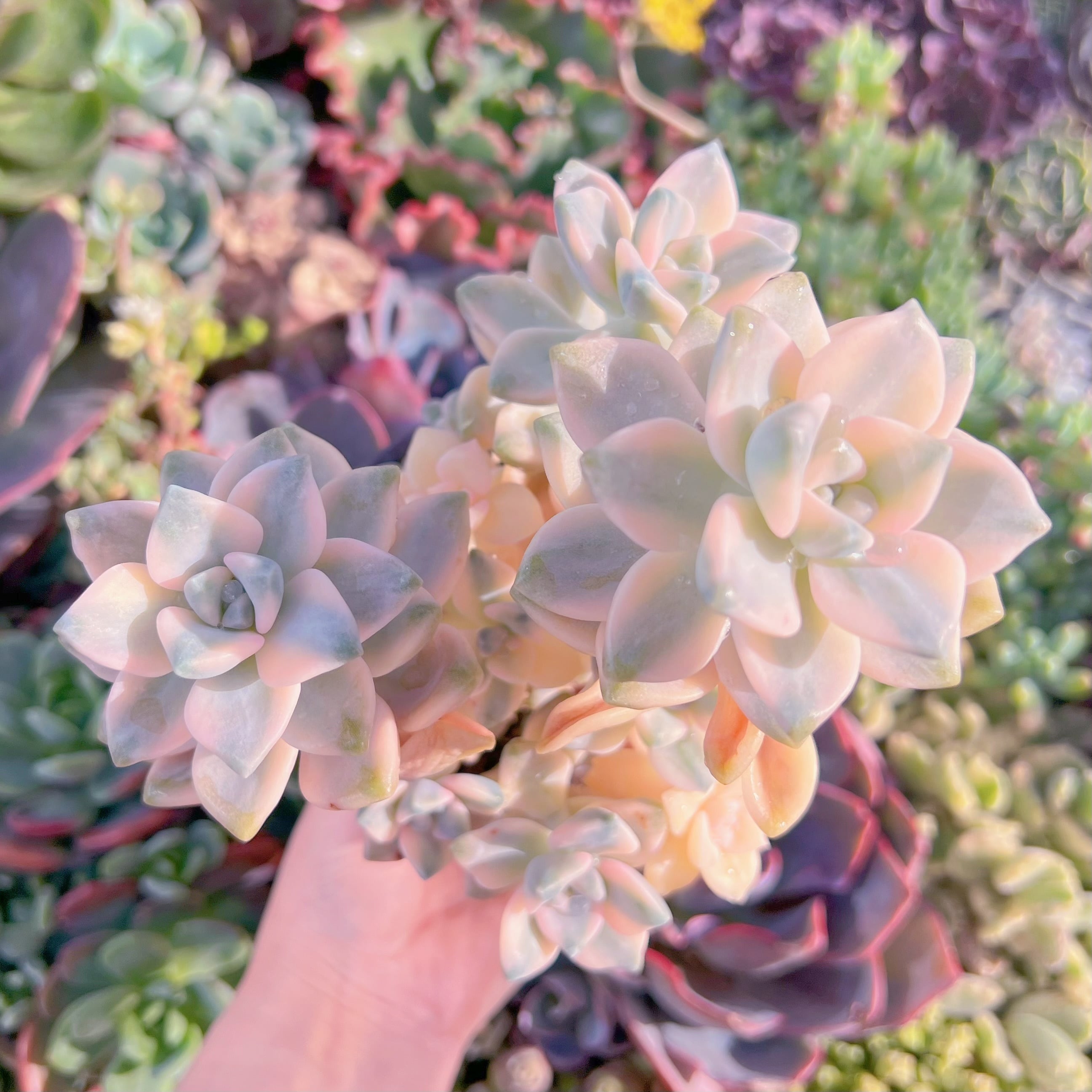 現品　杏子美人錦#K123　大群生　るる農園