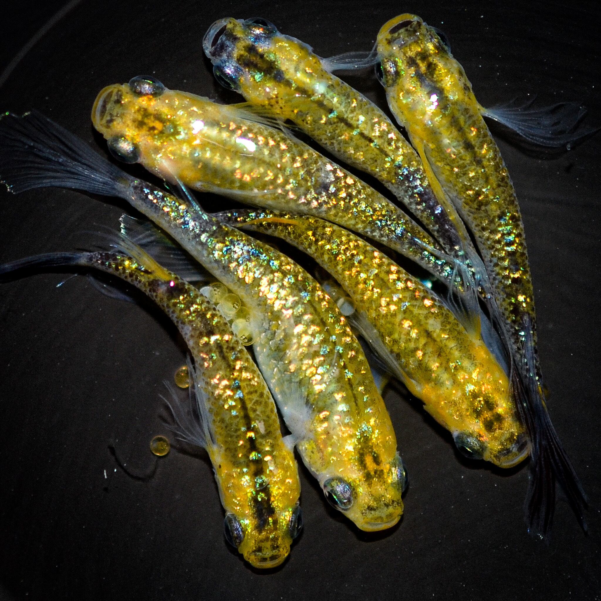 NORAZYA ノラズヤ 低燃費怪獣 アロロ クリア金ラメ成型 限定 ソフビ 2025年最新】ノラズ ソフビの人気アイテム - メルカリ