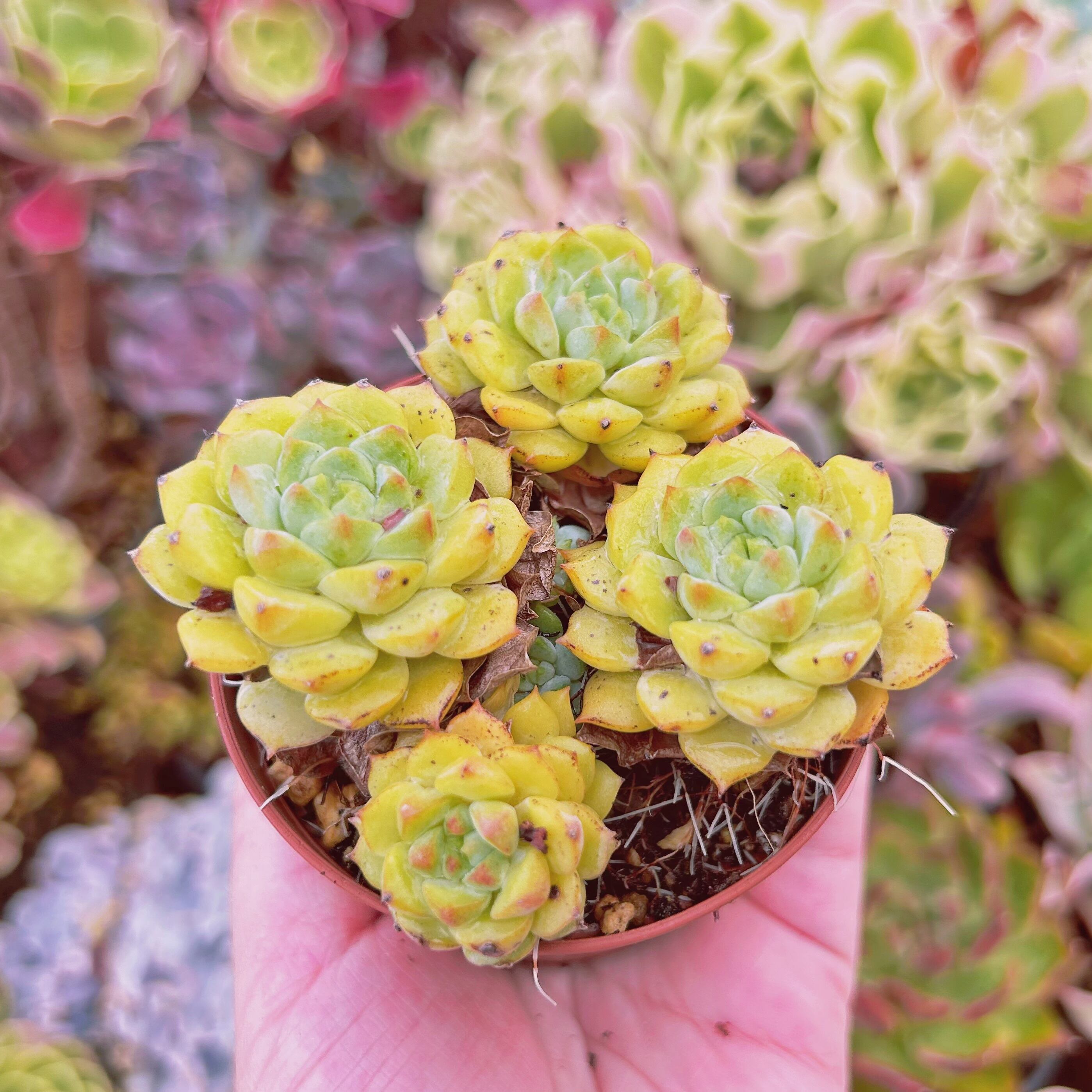多肉植物 パンダ 抜き苗(微根) 現物 多肉植物 パンダフェス 抜き苗 | るる農園~多肉植物専門