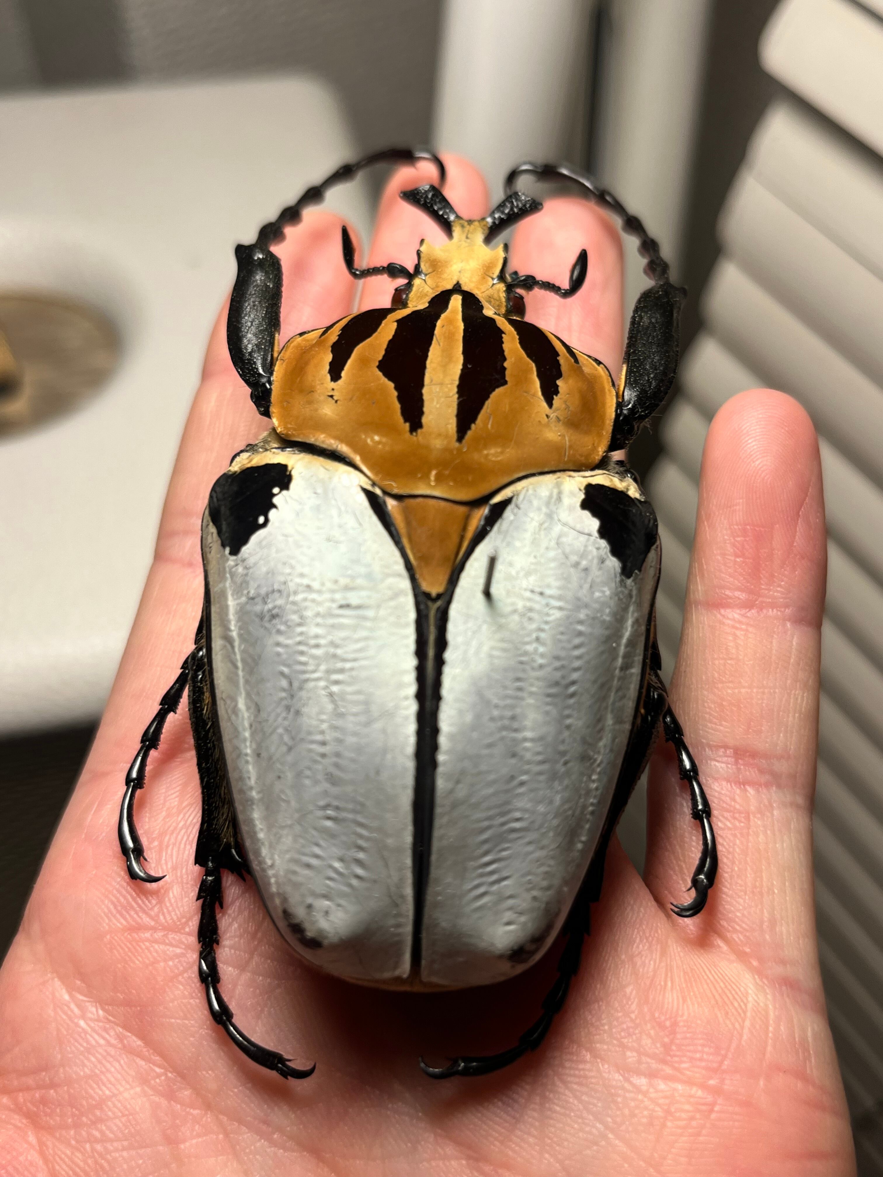 【極BIG】カタモンゴライアスオオツノハナムグ 81mm程♂ Goliath標本 極BIG】カタモンゴライアスオオツノハナムグリ 81mm程♂ Goliath