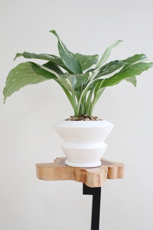 【S】ケンフェリア アルボ バリエガータ/Kaempferia