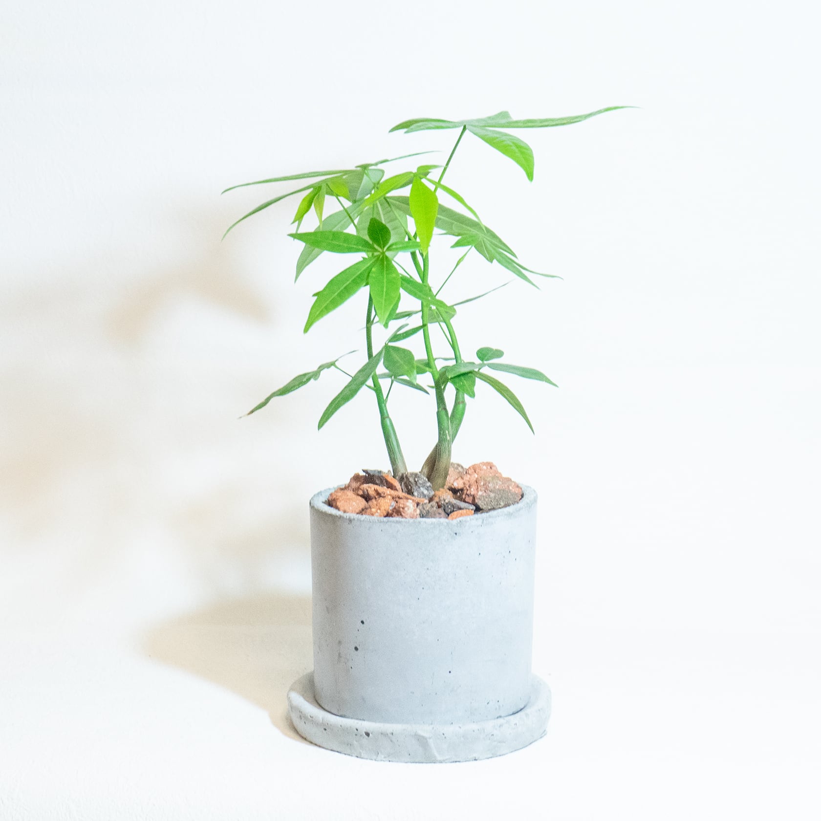 ＼送料無料／≪ 観葉植物 ≫室内管理もオッケーなパキラの鉢植え｜シンプルでお部屋を選ばない手作りモルタル鉢