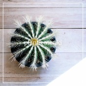 エリオカクタス マグニフィクス | plantsotenki