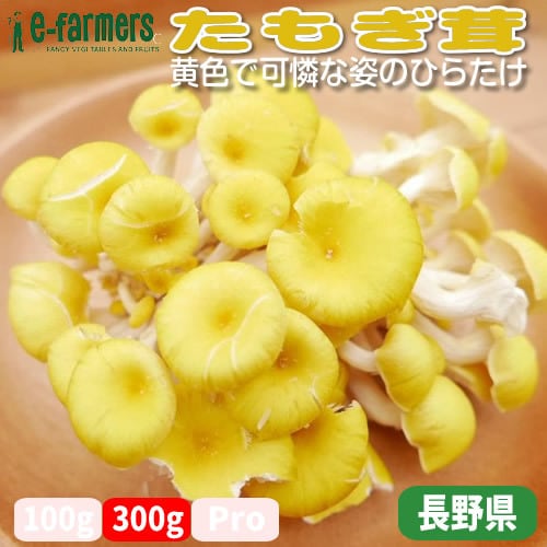 たもぎ茸 300gパック | β- グルカン豊富！料理を華やかに彩 る黄金