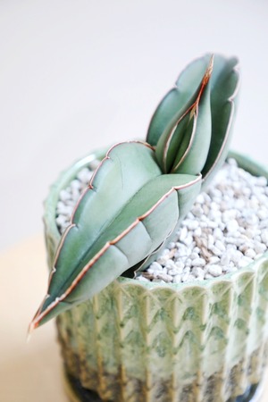 【M】【希少】サンスベリア バナナ/Sanseveria