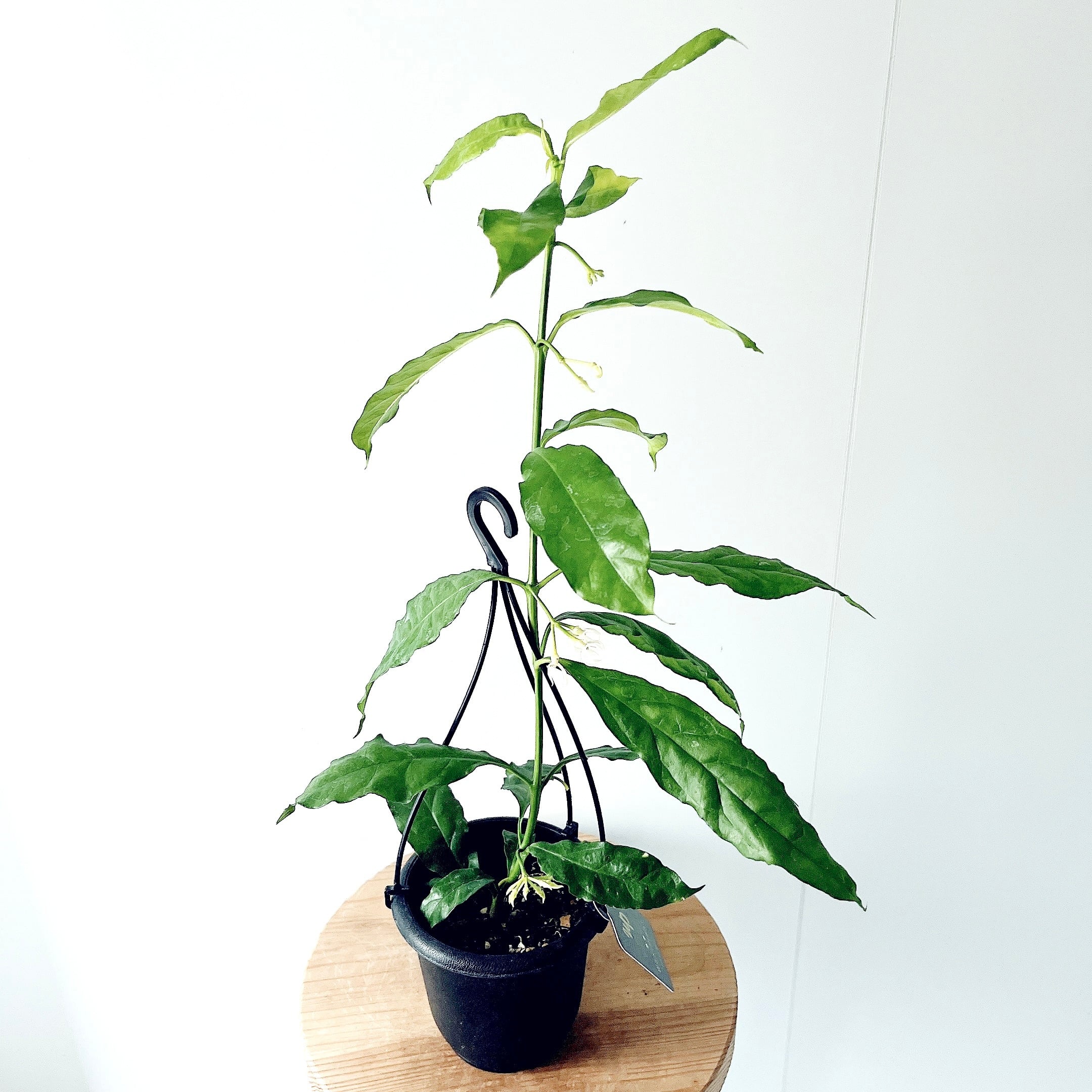 再入荷】ホヤ・デシプラエ ｜GreenBell × calm cafe | calm cafe☕️