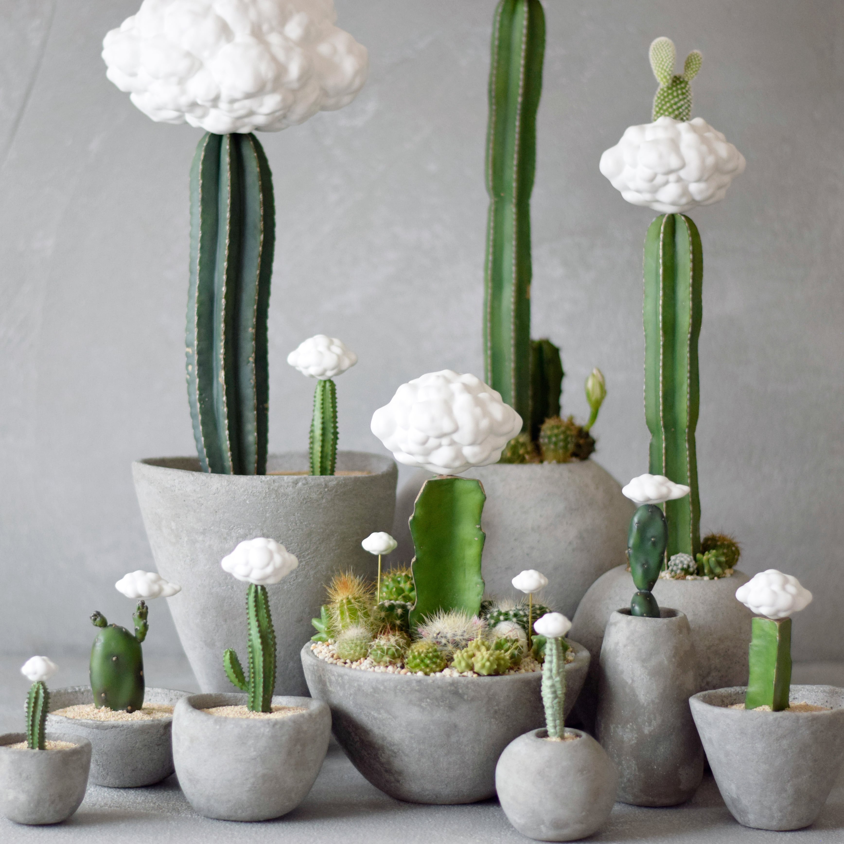 小さな雲の接木サボテン | null plants (空白植物店）