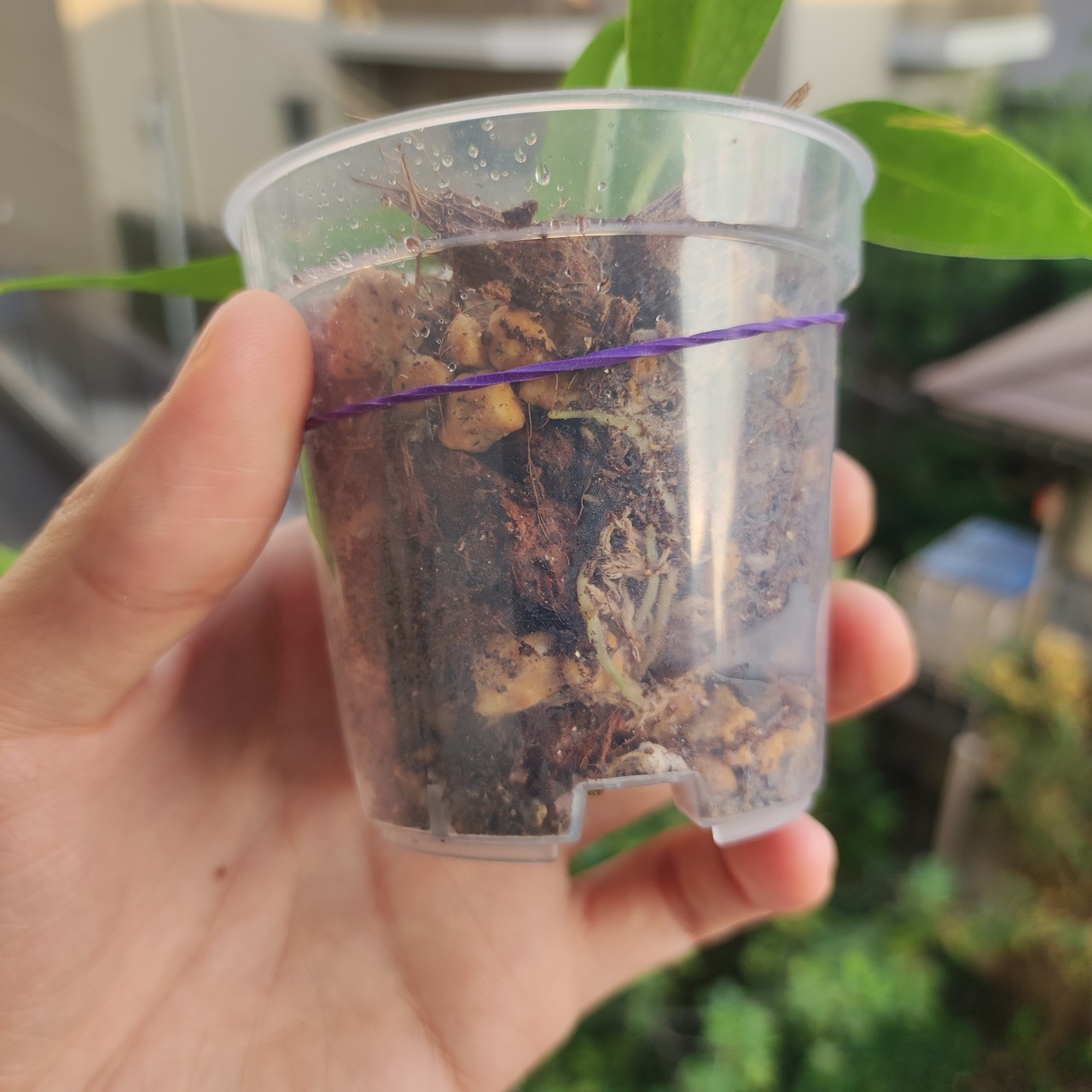 アンスリウム ワロクアーナム / Anthurium warocqueanum